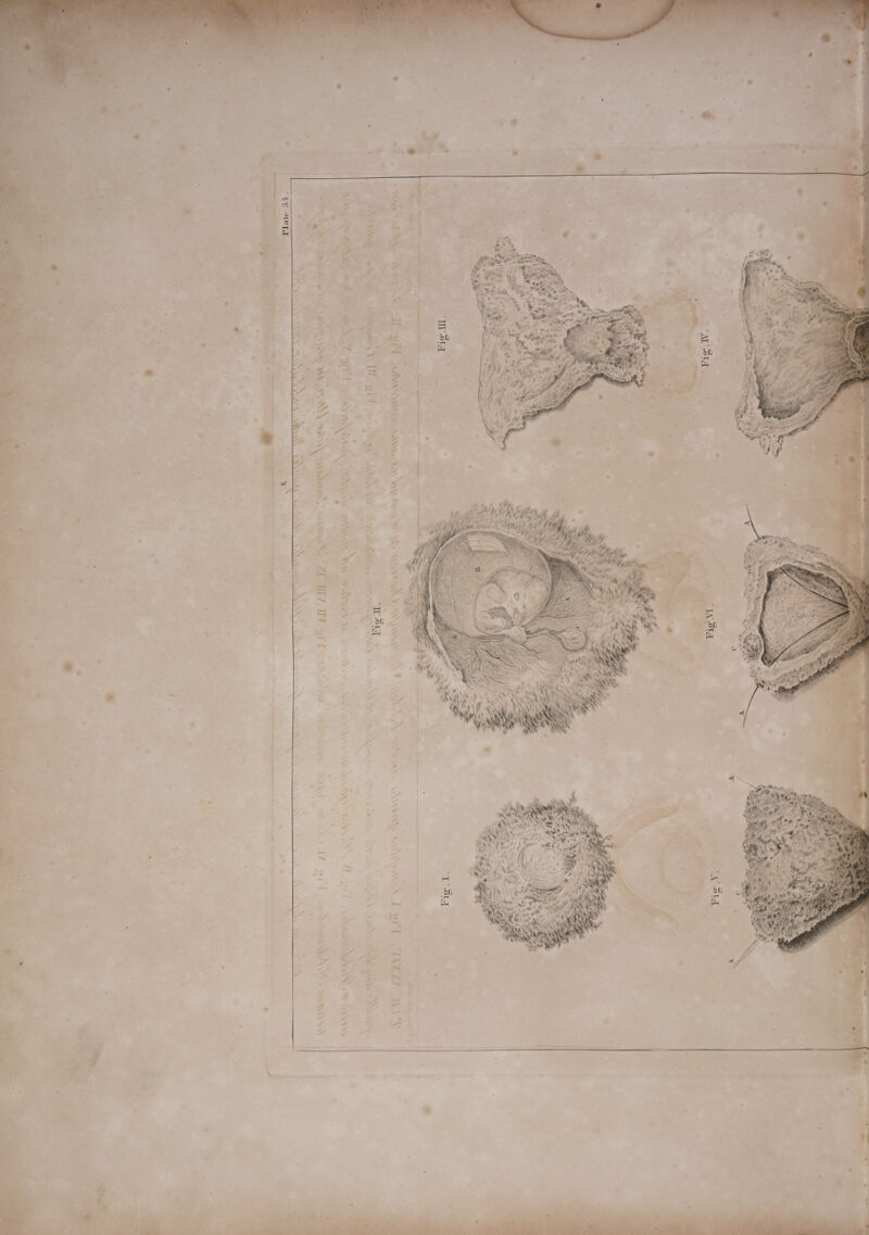   xm “ ‘ ' +> » ; a eo . eas , ae <<. ¢ ° - 5 . ‘ - re aS 4 “s ¥ F “ * ‘ r “ ’ ; - ; ‘ ‘ ’ - 4 . ‘ + > 4 - A 2 ie 4 ¢ * é = ; , die . 7 Se - - 4 | ee Cee . lea Alea - = a ah | aes fy . is zi ' lt tas ie &amp;:. y ia ~» ery bet <a ae y ap »  me be oo i —_ wg - a 2 : me in IG >; D ead a thes Z - i iv ‘>   \ LITITZ “SS + “as ah’ \) v . \ — p36 \ SAS  a Ne WERE GEAS SAYA WAAWARAAS NAVAS ZEN xe . ¥ are c BN oA, Loe ‘5 ‘ ‘ ahae’ ASK WM Ae SM &amp; ANAAS 4 Yan - \ w* *{S AS ' aks, Yann sis) . ~ pAS. a ws ih, Ya ‘ sy « ys . Fig I, er » CoSNAN UL QA COANE VARA AL NAN * Ph  P ve P % “3 - * QP # . 4 “ t a ie 4 . 4 y ° 9s A Fi ? a #   ‘3   to IT: Fig tl,   >   ‘*  SL SAAS AAR ASE   \ -    Vas WAR, ‘SN eK . CHAM   * ‘ 4 ‘\\ oS  \ \ -  