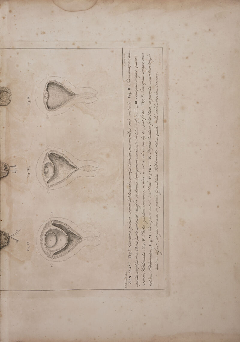                   3 é ial Ss ’  . de + 4h ' ; 38 oe aren e La 4S ee . t Say FG e. % - = Sea i | = SNE | ie bh y 8 ee Ra ;. * Tz } 1 PSN a | 4X0 MU sults contents. © van rofle lat, atefacte:. Fig, N. continent MWe ) vnam due ZL. wMilies, yuiles yu) tom cae  Se Cnby ~ Pig Vil NI Tee A nempe Chor tECUONE a vertice anterwort wdlidla Gravull nLUWPCA, hel domade, pe Sy as   gl. Conanplids, guinta circier ig VA es efile Pio ML 40 Eres Ud, LW flied 1   “T4 B XXXIV- F LV. Bymadyhe deliv. ertiam