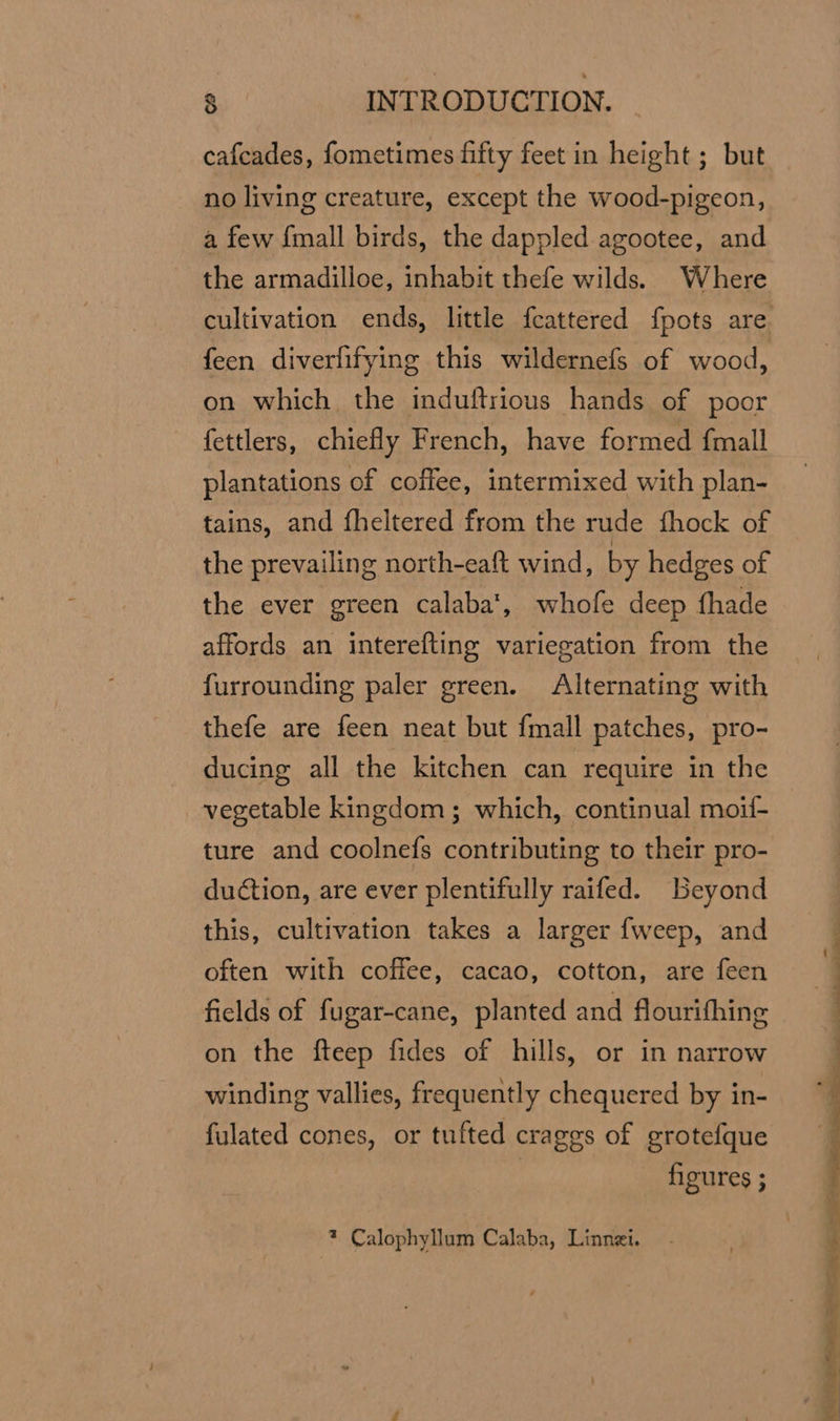 cafcades, fometimes fifty feet in height ; but no living creature, except the wood-pigeon, a few {mall birds, the dappled agootee, and the armadilloe, inhabit thefe wilds. Where cultivation ends, little feattered fpots are. feen diverfifying this wildernefs of wood, on which the induftrious hands of poor fettlers, chiefly French, have formed {mall plantations of coffee, intermixed with plan- tains, and fheltered from the rude fhock of the prevailing north-eaft wind, by hedges of the ever green calaba', whofe deep fhade affords an interefting variegation from the furrounding paler green. Alternating with thefe are feen neat but {mall patches, pro- ducing all the kitchen can require in the vegetable kingdom; which, continual moif- ture and coolnefs contributing to their pro- duction, are ever plentifully raifed. Beyond this, cultivation takes a larger {weep, and often with coffee, cacao, cotton, are feen ficlds of fugar-cane, planted and flourifhing on the fteep fides of hills, or in narrow winding vallies, frequently chequered by in- fulated cones, or tufted crages of grotefque | figures ; * Calophyllum Calaba, Linnei. ee