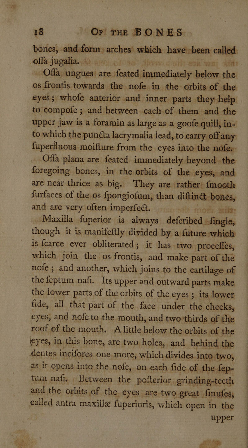 . Offa. ungues: are. feated immediately eles the _os frontis towards the nofe in the orbits of the eyes; whofe anterior and inner parts they help to compofe ; and between cach of them and the upper jaw is a foramin as large as a goofe quill, in~ to which the punta lacrymalia lead, to carry off any fuperiluous moifture from the eyes into the nofes Offa plana are feated immediately beyond the foregoing bones, in the orbits of the eyes, and are near thrice as big. They are rather {mooth furfaces of the os fpongiofum, than dita — and are very often imperfed. “it root sebitey Maxilla fuperior is always deferibved ‘bias though it is manifeftly divided by a future: which is {carce ever obliterated; it has two proceffés, which join the os Pea and make part of the nofe ; and another, which joins to the cartilage of the feptum nafi. Its upper and outward parts make the lower parts of the orbits of the eyes ; its lower fide, all that part of the face under the cheeks, eyes, and nofe to the mouth, and two’thirds of the roof ef the mouth. A little below the orbits of the eyes, in this bone, are two holes,, and behind the dentes incifores one.more, which divides into two, as it opens into the nofe, on each fide of the fep- tum nati, Between the pofterior. grinding-teeth and the orbits of the. eyes are two great | finufes; called antra maxille fuperioris, which open in the upper gh PR