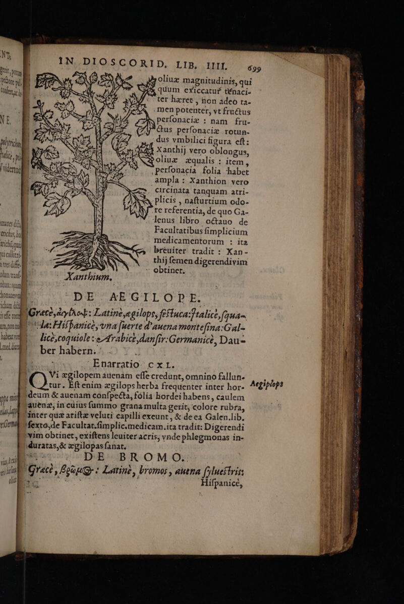 Ns SUNT ore pi RN  IN DIOSCORID, LIB, IIII. 699 oliux magnitudinis, qui quum eviccatuf tÉnaci- ter haeret , non adeo ta- .Ipen potenter, vt fructus T perfonaciz : nam fru- | Gus perfonaciz rotun- B dus vmbilici figura eft: Pirids E Xanthij vero oblongus, ili. y oliux zqualis : item, | d Iidem ,perfonacia folia habet al ampla :.Xanthion vero circináta tanquam atri- | Plicis , nafturtium odo- re rcferentia, de quo Ga- lenus libro octauo de In4nes did | Facultatibus fimplicium | trcs e medicamentorum : ita Tor tici que breuiter tradit : Xan- TUE tiallii e thij femen digerendivim ita M we dfe : MAE obtinet. : eni E d t: ql | | ; vii] JOmates voll DE. AE GI 1^0 Dp oh MSAUE dam ot : 1 aM n M Y Ww IGrate,aeylA ose: Latine egilope, feituca:ftalice (3ua-. MILUE -— D la: Hispanice, vna [uerte d'auena monte[ina:Gal- IURI adm LS : Abl Mh . Mo wev3s — Fice,coquiole :e Arabice dan[ir:Germanict, Dau- süd berhabern.' . ^ 7.2 | sn GIA Enarratio. c x r. jum X Vi zgilopem auenam effecredant, omnino fallun. | J | X tur. Eftenim egilopsherba frequenter inter hor- Aegiplops ji Ü d deum &amp; auenam confpecta, fólia hordei habens, caulem e pM pum. auenz, in cüius fummo grana multa gerit, colore rubra, T dy inter quz atifte veluti capilliexeunt, &amp; de ea Galen.lib. | Ji | tri fexco,de Facultat.fim plic.medicam.ita tradit: Di gerendi i jii | »vim obtinet, exiftens leuiter acris; vnde phlegmonas in- T duratas,&amp; egilopas anat. | | Ni «iin IGracó , Foup gy : Latine, bromos , autna fylueitrir l ;