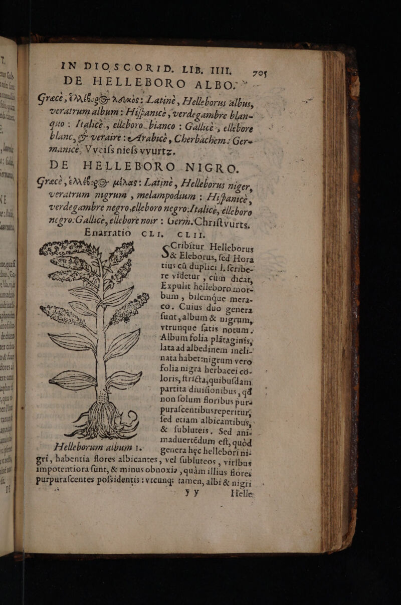 T, QUIPTS Lm LO air nt qui | fal ic [ss RI x cot má Hut foresa ere on pd *)0 ec Jger, Qurbitar Helleborus &amp; Eleborus, fed Hora re videtur , cümq dicat, Expulit heileboro.mor- bum, bilemQue mera- co. Cuius duo genera fuat , album &amp; nigrum, vtrunque fatis norum, Album folia plitaginis, lata ad albedinem ineli- cro folia nigrà herbacei co. loris, ftri&amp;ta quibufdam partita diuiionibus ,q4 noníolum floribus purs puraícentibusreperitür, &amp; fubluteis, Sed ani- maduertédum eft, quód genera hec hellebóri ni: us flores I&amp;ni gri yy Helle