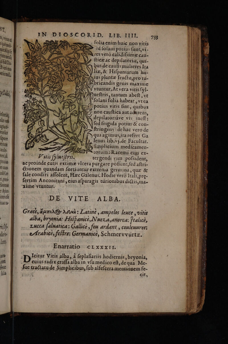 L LN ODIO SCORID LIBMIL 4 Sn folia enim huic non vitis M riy jj M NI I cdíolani pocius funt,vi- iif ; Nw res vero calidisimz cau- Pri ED) NC A fticz ac depilatoriz, qui- ^ &amp;Di. f NE. V tO bus de caufis mülieres Ita YO liz, &amp; Hifpaniarum hu- etam] ius plantz fru&amp;u,pro rü- ! ;Mbricandis genis maxinie  SS vtuntur, Át vera viris fyl- Oa, | ZZ AE — Queftris, rantum abeft , ve | a folani folia habeat , vt ea ;: ]) potius vitis fint, quibus NO. non cauftica aut adtireas, Pi A7 depilatoriáve vis inet; vh | 9 Ql er SS Ned ngida potius &amp; Pg | (9 A ftringens : de hac vero de meus | S DO ONIS A Es qua agimus,ira refert Ga Áipore FCU LU CAW-24 lenus lib.vj.de Facultat. SUME A/S üimplicium medícamen- Ads. a VATESEPNSS corum : Racemi élus ex- ud B oU ^ Fus foiuejtris. tergzendi vim | pofsident, meu | acproinde cutis extimz vlcera purgare pofiunt,fed aftri- tuus | €tionem quandam fortiunrur extrenia germina,qua &amp; Wi M ^ falecondiri affolent, Hzc Galenus. Hodie veró Itali;pre- ti pt fertim Anconitani , eius afparagis türionibus di&amp;tisma- Jerem T Ápitn J usd DE VITE ALBA. Vs tie xime vtuntur. - | alba, bryonia: Hiffanice, IN ez.aanorca: ftalice, 1/5 x.ucca faluatica ; Gallice , fen ardant , couleuuree; i 4 | 9n 4r da dir -evdrabice, fesire:; Germanice, Schmervvürtz. lu. C Enarratio. crxxxrr. M pir Vitis alba, à feplafiariis hodiernis, bryonia, an E cuius radix eraffa alba in vfu medico eft, de qua . Me- ku FD. fueua&amp;atude Simplicibus, fub alfefcera mentionem fe- hA. Nr cuu cit,