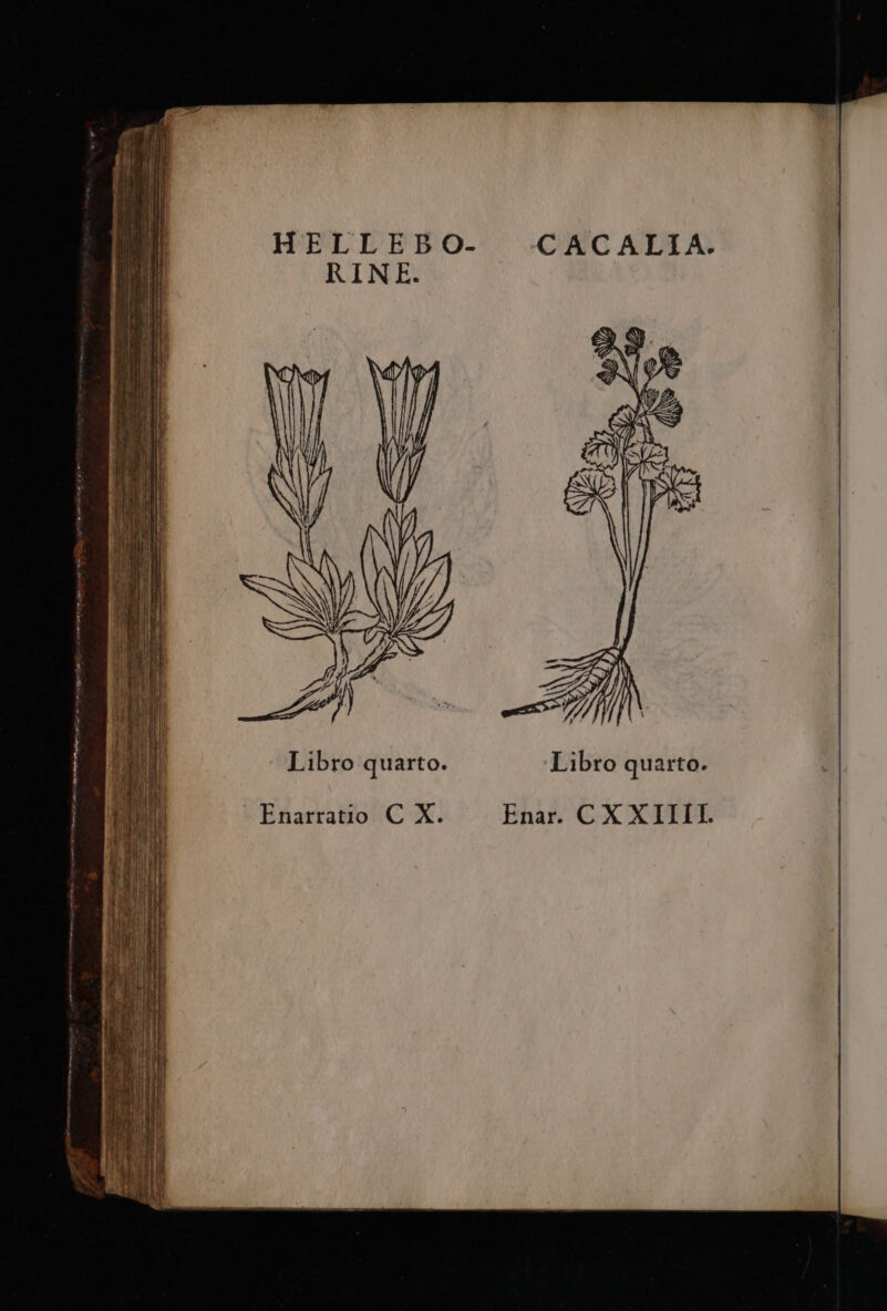 CACALIA. Libro quarto. Libro quarto.