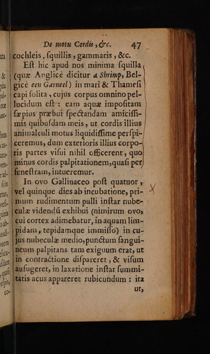 ur &amp; Ja yl« Ite ill bus |l- itte vtl rd [itt [t5 yd De qmotti Cordis , cc. | cochleis , íquillis gammaris , &amp;c. Eft hic apud nos minima fquilla | (que. Anglice dicitur a Shrimp; Bel- | gicé een Garneel) in mari &amp; T hamefi | | capi folita , cujus corpus omnino pel- |lucidum eft: eam aque impofitam [pius przbui fpe&amp;tandam amiciffi- | | mis quibufdam meis , ut. cordis illius | ! animalculi motus liquidiffime perfpi- | ceremus, dum exterioris illius corpo-, Iris partes vifui nihil offcerent, quo| «minus cordis palpitationem;quafi per) feneftram, intueremur. In ovo Gallinaceo poft quatuor , yel quinque dies ab incubatione; pri- [mum rudimentum pulli inftar nube- culz videndü exhibui (nimirum ovo; 47 pidam , tepidamque immiffo) in cu- jus nubeculz medio, punctum fangui- |peum.palpitans tam exiguum erat; ut in contractione difpareret , &amp; vifum Jaufugeret, in laxatione inftar fummi- Jtatis acus appareret rubicundum : ita ut;