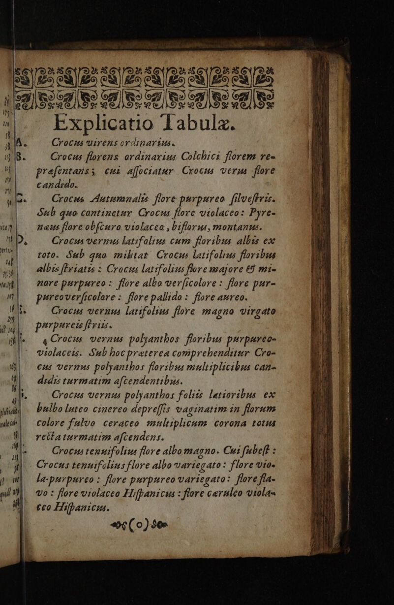 S2 S02» 36/2: 56/22 S612 6128 2 JS AUGE JIRES GRE ICSEIA CT: Explicatio T1abulz. Crocus uirens ordinarius. Crocus flarens ordinarius Colcbici florem ve- prafentanss cmi affüciatur Crocus veru flore candido. T Crocus Autumnalis flore purpureo. filveffeis. | Sub quo continetur Crocus flore violaceo: Pyre- naus flore obfcuro violacea , biflarus, montanus. D, ^ Crocusvermus latifolius cum; floribus albzs ex toto. Sub quo militat Crocus latifolius floribus albi [lrsatts : Crocus lattfolius flore majore €8 mi- nore purpureo : flore albo ver[icolore : flore pur- - — pureoverficolore: flore pallido : flore aureo. ^ ;. Crocus vernus latifolius flore magno virgato T ; porpuveu ftri. j|* — «Crocus vernus polyantbos. floribus purpureo- |^ Uiolacets. Sub hocpraterea comprebendtitur. Cro- cus vermu polyantbos floribus multiplicibus caa- diaz turmatim a[tendentibus. » Crocus vernus polyantbos foliis. latsoribus. ex yai bulbo luteo cinereo depreffis vaginatim in florum wi| ^ colore fulvo ceraceo multiplicum corona totus retlaturmatim afcendens. M ^ Croemtensifolius flore albomagno. Cui fabef? : og] Crocus tenuifeliusflore albo variegato : flore vto pow] Jepnrpureo: five purpureo variegato: flore fia- gil  vo : fore violaceo Hifpanicus : flore ceruleo viola- m : | ceo Hifpanicia. «$(0) 50» re T CU EUE T e -— - BÀ — —— MÀ - D Er TEE E E MEEES m ro— —-—— — — ——— A : E m — - E ERLUDEDONEOE T A