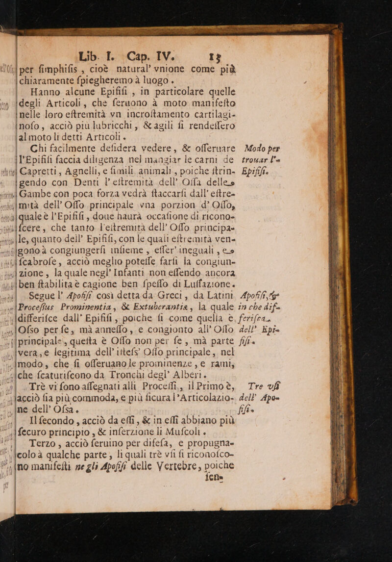 il per fimphifis, cioè natural’ vnione come più \chiaramente fpiegheremo à luogo . | Hanno alcune Epififi , in particolare quelle » degli Articoli, che feruono è moto manifefto inelle loro eftremità vn incroftamento cartilagi» inofo, acciò più lubricchi, &amp;agili fi rendellero ‘almotoli detti Articoli. iafiaio con Denti l'eftremità dell’ Oa delles riuî Gambe con poca forza vedrà ftaccarfi dall'eftre- imità dell’Offo principale vna porzion d’Offo, i sal qulee è l’Epififi, doue haurà occafione di ricono» wifcere, che tanto l'eitremità dell’ Offo principa= spe fle, quanto dell’ Epififi, con le quali eftremità ven- NT) ni] gonoa congiungerfi infieme , effer’ ineguali , eo kiifcabrofe, acciò meglio potelfe farli la congiun- je] a10ne » la quale negl’ Infanti non effendo ancora i» iben ftabilita è cagione ben fpeffo di Luffazione. | ,\vera,e legitima dell’ ittefs’ Offo principale, nel ‘’Imodo, che fi offeruano le prominenze , e rami; «pche fcaturifcono da Tronchi degl’ Alber. nl «+ Trè vi fono affegnati alli Procetfi s ilPrimo è, Tre vÎ “ne dell’Ofsa. .{ Ilfecondo,acciò da eflî, &amp; ineffî abbiano più I 185 principio , &amp; infezione li Mufcoli . ff. Terzo; acciò feruino per difefa, e propugna= {colo à qualche parte ; li quali trè vfi fi riconofco- lino manifelti ne gli Apofifi delle Vertebre, poiche fena