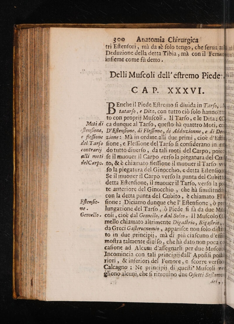 £ ii! | 300 Anatomia Chirurgica tri Eftenfori, mà da sè folo tengo, che fertia al p Deduzione della detta Tibia, mà conil Ferncolim? infieme come fù detto. Delli Mufcoli dell’ eftremo Piede! CAP... XXXVI. Enche il Piede Eftreino fi diuidain Tarfo, My tatarfo, e Dite, con tutto ciò folo hanno!ti i... to con propri} Mufcoli. Il Tarfo, ele Dita (0 hic Moti di ca dunque al Tarfo, quefto-hà quattro Moti; colf... -ffenfione, D’Eflenfione, di Fleffione, di Adduzionne, e di Déeb e fleffione zione: Mà in ordine.alli due primi, cioè d’ERù@.. del Tarfo fione, e Fleffione del Tarfo fi confiderano inner . contrarij dotutto diuerfo , da tali moti del Carpo, poiceky; alli moti fe 11 muouer.il Carpo verfo la piegatura del Cuill.. delCarpo. to, & è chiamato fleffione il muoueril Tarfo vid . fo la piegatura del Ginocchio, e detta Eitenfiodify,.. Se il muoner il Carpo verfola punta del Gubittà, detta Eftenfione, il muoueril Tarfo, verfo la pol.’ te anteriore del Ginocchio. che hà fimilitudà con la detta punta.del Cubito, è chiamato FI, Effenfic: fione: Diciamo dunque che l Eftenfione ; ò pnt me è lungazione del Tarfo.;.ò Piede fi fà da due Mili” Gensello. coli, cioè dal Gemello, e dal Soleo+-Il Mufcolo 60. mello chiamato altrimente Dizaftrio, Bigafriorili.' da Greci Gafferocnemio , apparifce non folo difti to in due principi), mà di più ciafcuno d’efiili moftra talmente diuifo, che hà dato non poca col cafione ad Alcuni d’affegnarli per due Mufeol si Incomincia con tali principij dall’ Apofifi poitiil..»è xiori, & inferiori del Femore, e fcorre verfonli. Calcagno :; Ne principij di quelti* Mufcoli vel gliono alcuni, che fi ritrouino dne Offerti Sefamod | Gel LI