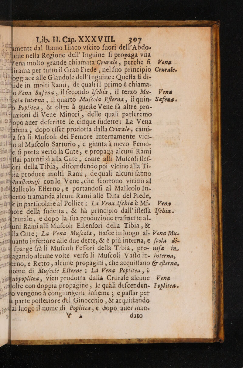 “i mente dal Ramo Iliaco vfcito fuori dell’Abdo» ‘fine nella Regione dell’ Inguine fi propaga vna lena molto grande chiamata Crurale, perche fi Vena “Ullirama per tutto il Gran Fiede , nelfuo principio Crurale» sgiace alle Glandole dell’Inguine : Quefta fi di- Ultide in molti Rami, de quali il primo è chiama- filo Vena Safena ;.ilfecondo Ifchia , il terzo Mu- Vena til; (fro/a Interna , il quarto Mufcola Efferna , il quin- Safena è il Poplitea, &amp; oltre à quefte Vene fà altre pro- MnWfuzioni di Vene Minori , delle quali parleremo dopo auer defcritte le cinque fudette; La Vena “Mafena, dopo efler prodotta dalla Crura/e, camie mila frà ll Mufcoli del Femore internamente vici. iii al Mufcolo Sartorio , e giunta è mezo Femo- Miife fi porta verfo la Cute, e propaga alcuni Rami {ffai patenti sì alla Cute, come alli. Mufcoli flef- tori della Tibia, difcendendo poi vicino alla Ti- “ba produce molti Rami, de quali alcuni fanno miigiza/fomafi conle Vene ,che fcorrtono vicino al vliiAalleolo Efterno , e portandofi al Malleolo In- i in particolare al Pollice: La Vena Ifehia è Mi. Vena rebore della fudetta, &amp; hà principio dall’ifteffa 1/chia. uiCrurale, e dopo la fua produzione trafmette al. uni Rami alli Mufcol: Eitenfori della Tibia, &amp; uifla Cute; La Vena Mufcola, nafce inluogo al. Vena Mu- iiffluanto inferiore alle due dette, &amp; è più interna, € fcola di- 1 {parge frà li Mufcoli Feffori della Tibia, pro- wifa in “trilagando alcune volte verfo li Mufcoli Vafto in. interna, ilerno, e Retto ; alcune propagini, che acquiftano &amp;*efferna, îome di Mufcole Efterne ; La Vena Poplitea, è ubpoplitea, vien prodotta dalla Crurale alcune Vena , folte con doppia propagine , le quali defcenden- Foplitea, mill vengono à congiungerfì infieme ; e paffar per °° parte pofteriore del Ginocchio , &amp; acquiftando ila] luogo il nome di Poplitca, e dopo aver man. j Va dato
