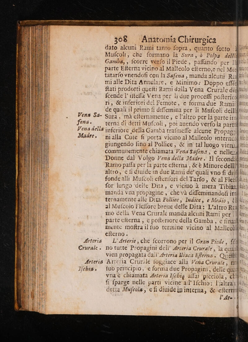 dato alcuni Rami tanto fopra, quanto fotto Wi Mufcolr, che formano la Sura, ò Polpa delligut Gamba, , {corre verfo il Piede, paffando per ]fi® tatarfo vnendofi con la Safeza , manda alcuni Ri mi alle Dita Arnulare, e Minimo: Doppo effdelii ftati prodotti quefti Rami dalla Vena Crurale diditu fcende l’ itteffa Vena per li due proceffi poftericafiiti ri, &amp;infertori del Femote, e forma due Rami fit de quali il primo fi diffemina per Îi Mufcoli dellig@ti Vena Sa- Sura, mà effternamente > € l'altro perla parte irnfltun fena. terna di detti Mufcoli, poi auendo verfola parti Vena della inferiore della Gamba trafmeffe alcune Propaggif mit Madre. nialla Cute fi porta vicino al Malleolo interngol li) Donne dal Volso Vena della Madre. 11 fecondigtitin Ramo paffa per la parte efterna , &amp; è Minore dellil'*în altro, € fi diuide in due Rami de’ quali vno fi dif hi, fonde alli Mufcoli eftenfori delTarfo, &amp; al Fletfi, for lungo delle Dita, e vicino è meza Tibiazili) manda vna propagine , che và diffeminandofi irnf 11 ternamente alle Dita Pollice, Indice, e Medio, ®Uy; mo della Vena Crurale manda alcuni Rami per | parte eiterna ; e pofteriore della Gamba, e fina mente moftra il fuo termine vicino al Malleoll efterno . | I, Arteria L’Arterie, che fcorrono per il Graw Piede, fm. Crurale. no tutte Propagini dell’ Arteria Crurale, la quadfin vien propagata dall’ Arteria Niaca Efferna . Quéftlti Arteris Artena Crurale ioggiace alla Verna Crurale, rinbili. Ifchta. tuo principio, e forma due Propagini, delle quad vna è chiamata Arteria Ifchig affai ‘picciola, chi fi fparge nelle parti vicine all'Ifchio: 1;altra: detta Mufcola, c fi diuide in interna, &amp; eftern l' Are