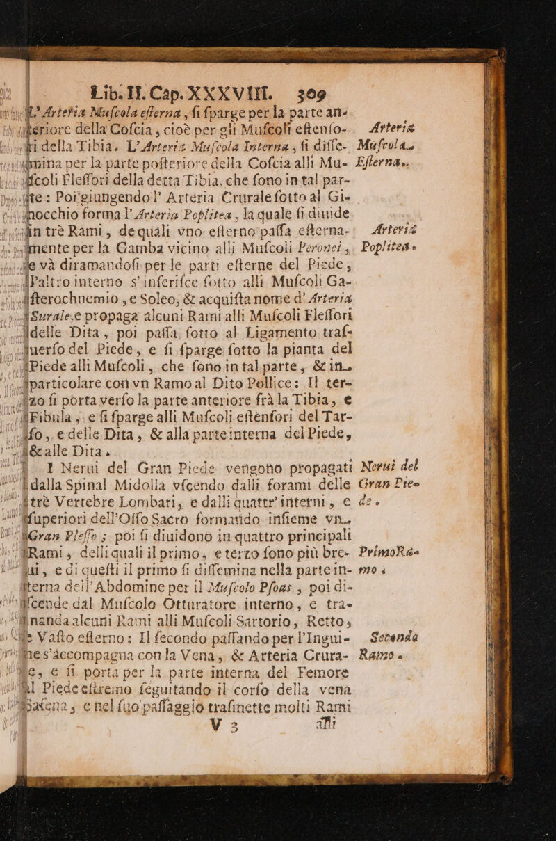 PAZZO! Lib: II. Cap.XXXVIII 309 nil Artetsa Mufcola efferna fi {parge perla parte an- ilkeriore della Cofcia ; cioè per gii Mufcoli eftenfo- fi della Tibia. L’ iloioni : Muf vola Interna; fi difle- i{bmina per la parte pofteriore dela Cofcia alli Mu- ffcoli F leffori della detta Tibia. che fono in ta! par- solite : Poîî giungendo l’ Arteria Crurale fotto al. Gi. vi gnocchio forma l' Arteria Poplitea, la quale fi diuide pifin trè Rami, de quali vno efterno paffa efterna. «mente per la Gamba vicino alli Mufcoli Peronei, ile và diramandofi per le parti efterne del Piede, “pat ‘o interno s'inferifce fotto alli Mufcoli Ga- .&fterochnemio , e Soleo; & acquifta nome d' Arterra Suralese propage a alcuni Rami alli Mufcoli Fleffori “gdelle Dita, poi pafla, fotto al Ligamento traf- ‘luerfo del Piede, e fi {parge fotto la pianta del Piede alli Mufcoli, che fonointalparte, &in. conte convn Ramoal Dito Pollice: Il ter- 420 fi porta verfo la parte anteriore frà la Tibia, € fFibula, e fi fparge ‘alli Mufcoli eftenfori del Tar- «Afo, edelle Dita, &alla parteinterna del Piede, Li alle Dita. “Mi I Nerui del din Piede verigono propagati dalla Spinal Midolla vfcendo dalli. forami delle ftrè Vertebre Lombari, e dalli quattr'interni, € “ Qfuperiori dell Offo Sacro formatido infieme vin, “Gran Pleflo ; po! fi diuidono in quattro principali Rami ) delli quali il primo, e terzo fono più bre- ui, edi i quefti i il primo fi diffemina nella parte in- Iterna dell’Abdomine per il Mufcolo Pfoas ; poi di- “Mfcende dal Mufcolo Otturatore interno, c tra- ‘finanda alcuni Rami alli Mufcoli.Sartorio, Retto, È Vafto efterno: I fecondo paffando per l’Ingui- NE. S ‘Accompagna con la Vena, & Arteria Crura- e, € fl. porta per Îa parte interna del Femore Vl Piede eftremo feguitando il corfo della vena l@afena, e nel {uo vafageio traline atte molti Rami Vo abi ji Arteria Mufcola, Eflerna.. Arterss Poplitea e Nerui del Gran Pireo de. PrimoBaa 170 è Setenda R6120 è