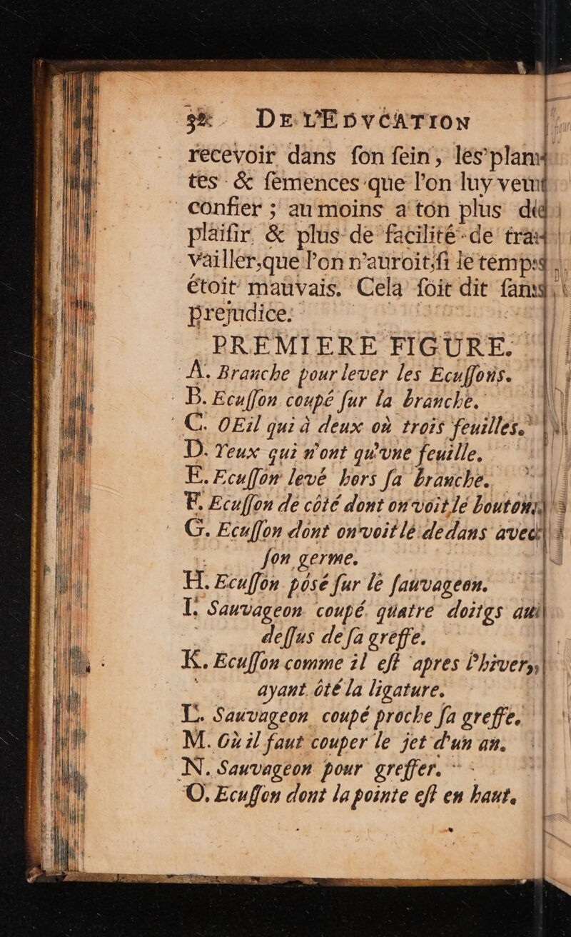 $%. DEVEDvVCATION | recevoir dans fon fein, les’ plan tes - &amp; femences que l’on luy vetnt confier ; au moins aton plus di: phifir, &amp; plus de facilité -de trad Vailler;que l'on n'auroit;fi le temp}, étoit mauvais. Cela fit dit fan, | prejudice: DURS PREMIERE FIGURE. À, Branche pour lever les Ecuffons. : B. Ecaffon coupé fur la branche. | .C. OEïl qui à deux où trois feurlles. [M D. Yeux qui n'ont qu'une feuille. E.Ecaffon levé hors [a branche. 1 E. Ecuffon dé coté dont on voit le boutons G. Ecaffon dont onvoit lé dedans avec] : Jon germe. | | FH Ecufon posé fur le fauvageon. | TI, Sauvageon coupé. quatre doitgs a} deffas defa greffe. | K. Ecuffon comme il eff apres L'hrvers| ayant ôté la ligature. +] L. Sauvageon coupé proche fa greffe. | !\ M. Gà il faut couper le jet d'un an. \| NN. Sauvageon pour greffer. * : ©, Ecufon dont la pointe eff en haut.