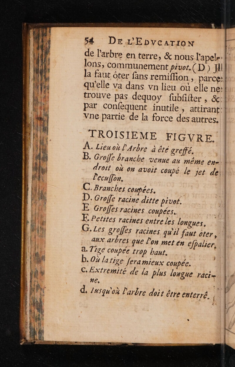 54 DrLEbvearron vne partie de la force des autres. TROISIEME FIGVRE. À. Lieu où l'arbre à été greffé. B. Groffe branche venue au même enr droit où on avoit lecuffon. C. Branches coupées. \ D. Groffe racine ditte pivot. E Groffes racines coupées. E Petites racines entre les longues, aux arbres que l'on met én efpalier, a. Tige coupée {T0p haut. b. 0x /a ‘12e feramieux coupée. CExtremité de [à plus longue ACT = ne, d. /#squ'où l'arbre doi étre enterré. | RE 4