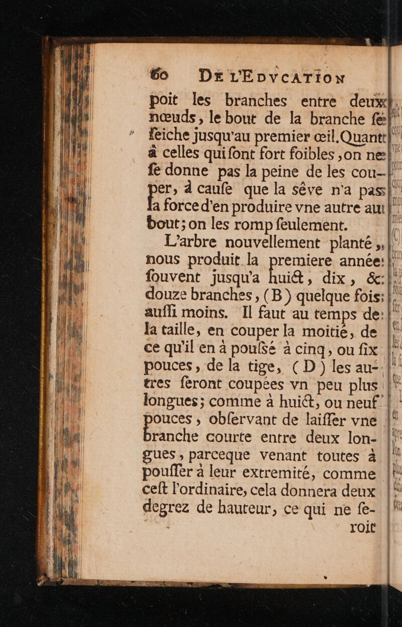 Ï W 60 DELEDnveArTion poit les branches entre deux. nœuds, le bout de la branche fe feiche jusqu'au premier œil.Quantt| a celles qui font fort foibles ,on ne}. fe donne pas la peine de les cou} per, d caufe que la sêve n'a pas!” a force d'en produire vne autre am}. bout; on les romp feulement. L'arbre nouvellement planté ,, || nous produit la premiere année:} fouvent jusqu'a uit » dix, &amp;:}, douze branches , (B ) quelque fois: auffi moins. Il faut au temps de: la taille, en couper la moitie, de | ce qu'il en à poufSe à cinq, ou fix [: pouces, de la tige, (D) les au-| tres feront coupées vn peu plus |* longues ; comme à huit, ou neuf ouces , obfervant de laifler vne |° Bésièhe courte entre deux lon- || gues , parcèque venant toutes à |! pouffer à leur extremité, comme |! ceft l'ordinaire, cela donnera deux |! degrez de hauteur, ce qui ne fe- | | roit | ||