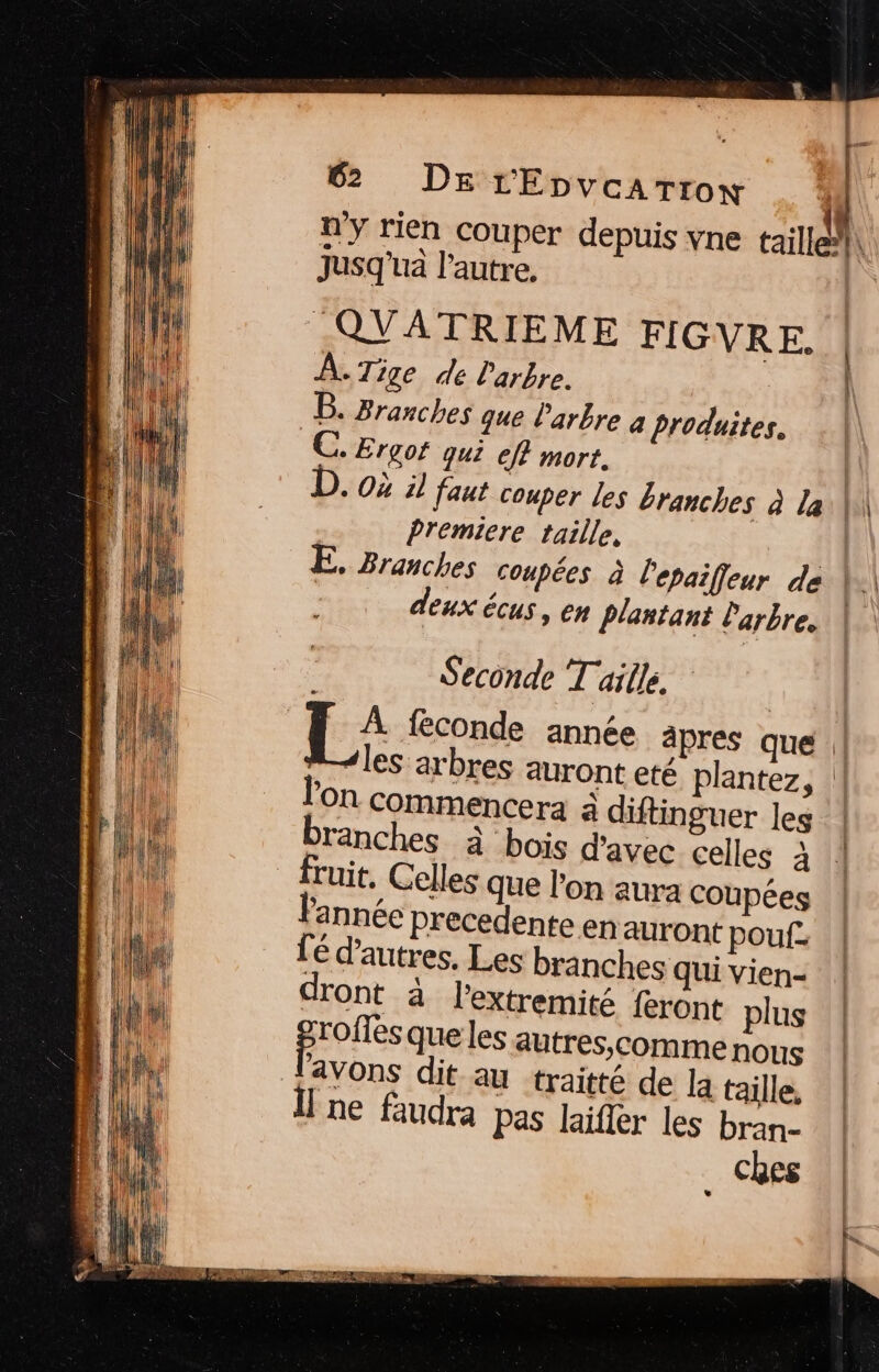 4 k | n'y rien couper depuis yne taille”}\ Jusq'ua l’autre. QUATRIEME FIGVRE. À. Tige de larbre. | B. Branches que l'arbre a produites. €. Ergof qui efE mort. | D. 0» 5! faut couper les Branches à la W\ Premiere taille, E. Branches coupées à l'epaifieur de fe deux écus, en Plantant l'arbre, Seconde T aille. | L_: fconde année apres que | les arbres auront eté plantez, | l'on commencera à diftinguer les ! ranches à bois d'avec celles a | fruit, Celles que l'on aura coupées année precedente en auront pouf. | fé d’autres. Les branches qui vien- | dront à l’extremité feront plus | pions que les autres,comme nous | avons dit au traitté de la taille, | I ne faudra pas Jaifler les bran- ches