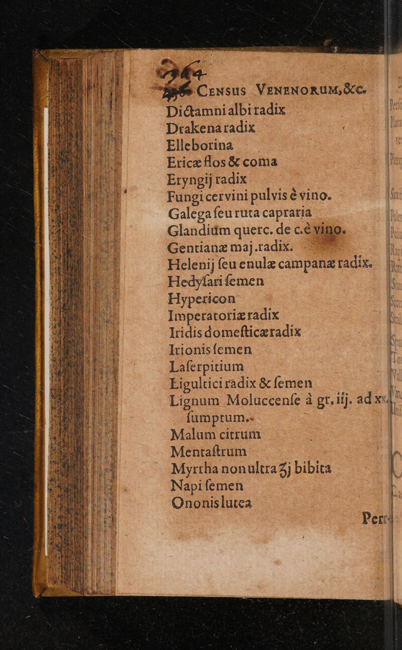 P ARCU RIO dai C C! T EY es. v3a- | AA Ciusus VENENORUM; QC. Dic&amp;amnialbi radix Drakenaradix Elleborina Ericz flos &amp; coma Eryngij radix Fungicervini pulvisé vino. Galega feu ruta capratia Glandiitm querc. de c.é yino. Gentianz maj.radix. E Helenij feu enulz campanz radix. Hedyfari femen Hypericon Imperatoriz radix Iridis domefticeradix Irionisfíemen Laferpitium i Ligulticiradix &amp; femen | Lignum Moluccenfe à gr. iij. ad x i fümprum..  Malum citrum Mentaftrum P Myrtha nonultraZj bibita | Napifemen A Ononislutea