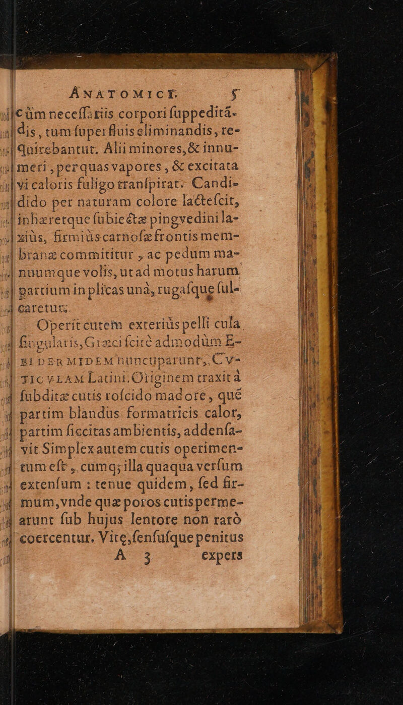 ÁNATOMICEI $ j|€üm neceffa riis corpori fuppeditá- idis, rum fupe: fluis eliminandis, re- al quirebantut. Alii minores, &amp; innu- ;;| meri, perquas vapores , &amp; excitata || và caloris fuligo tranfpirat- Candi- ulidido per naturam colore lacteícit, Jinbazretque fübiecte pingvedini la- ^ xius, firmidscarnofefrontis mem- 4| branz commititur , ac pedum ma- j| nuumque volis, utad motus harum 4| partium in plicas unà, rugafque ful- 4 Garetut; x j Se COETPET X 4 1^5 ἡ Buculatis,Gracifcité admodum E- Lj «. ε i Mi BipsaMIDEMuncuparunt, Cv- al Tic vrAM Launi.Ortiginem traxità ἢ fubdita cutis rofcido madote , qué d partim blandüs formatricis calor, ἢ partim ficcitas ambientis, addenfa- jM vit Simplexautem cutis operimen- ἡ tum eft , cumq; illa quaqua verfum d extenfum : tenue quidem, fed fir- 4 mum,vnde quz poros cutisperme- i4 arunt fub hujus lentore non rató αἱ coercentur. Vite,fenfufque penitus 3 CXpers