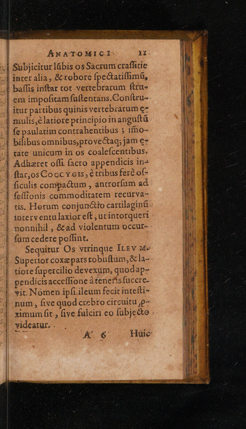 2 2 e Ro RR “τὰς ac ZB CoL f MAE C ΨΥ —Ám amma ———————M — PH ——————————PÓÀ ÁNATOMICI XI. inter alia ,.&amp; robore fpectatiffimü, baffis inftar tot .vertebrarum ftru- itur partibus quinis vertebrarum e7 mulis;elatiore principio in anguftü fe paulatim contrahentibus 5 1fno- bilibus omnibus;provectaq; jam €- tare unicum in os coalefcentibus. Adhzret offi. facto appendicis in^ flar;os Cocc v. ess, é tribus feré οἱ- ficulis compactum , antrorfum ad interventulaxior eft ,utintorquert füm cedere poffint. Sequitur Os vtrinque Its v M» tiore fupercilio devexum, quodap- pendicis acceífione à tener*s fuccre- vit. Nomen ipfi ileum fecit intefti- num , five quod crebro circuitu p- videatur, .