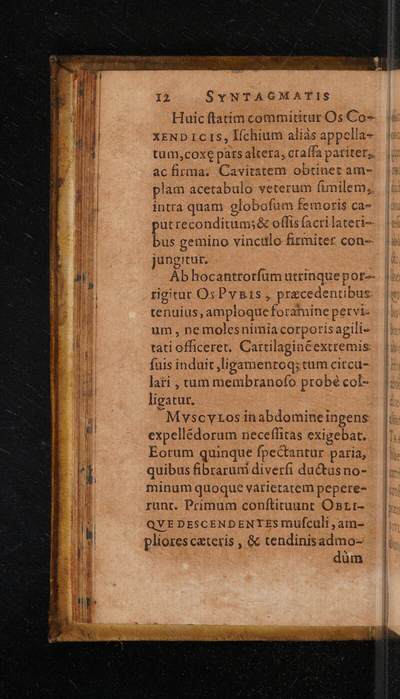 Huic ftatim commititur Os Co^ XENDIC IS, líchium aliás appclia- tum,coxe pats altera, ctaífa pariter; acfirma. Cavitatem obtinet am- plam acetabulo veterum fimilem; intra quam globofum femoris ca» putreconditums&amp; offis facri lateri bus gemino vinculo fitmitet. con-- jungitur. Ab hocantrorfüm utrinque pot-- rigitar OsPvsis , pracedentibus: tenuius, amploqueforatine petvi- um , ne molesnimia corporis agili- tati officeret. Cartilaginéextremis: fuis induit ,ligamenroq; cum citcu- lati , tum membranofo probé col- ligatur. MvscyLos inabdomineingens expellédorum neceffitas exigebat. Eorum quinque fpectantur paria, quibus fibrarum diverfi ductus no- minum quoque varietatem pepere- runt. Primum conftituunt Osrr- QVE DESCENDENTES mufculi ,am- pliores ceteris , &amp; tendinisadmo- düm