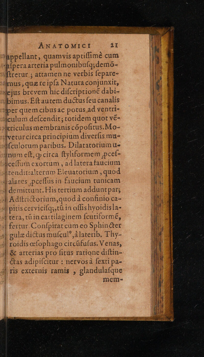 — ÁNATOMICI 2I appellant, quamvis aptiffimé cum Wpipera arteria pulmonibu(q;demó- i ftretur ; attamen ne verbis fepare- 'ilrmus,quz re ipfa Natura conjunxit, IMejus brevem hic difcriptione dabi- 'M5bimus. Eftautem du&amp;us feu canalis llper quem cibusac potus ad ventrt- :ilculum defcendit; totidem quot γᾶς »Ixriculus membranis cópofitus.Mo- gverurcirca principium diverfis mu« Mculotum paribus. Dilatatotrium u- vnum eft, cp circa ftyhformem Ῥεεί- idice(fum exortum , adlaterafaucium Itzendit:alterum Eleuatorium , quod Jalares ,pceffus ia faucium tunicam ] demittunt. His tertium addunt par; Jl Adttri&amp;orium,quodà confinio ca- 4| pitis cervicifqy tà 1n offishyoidisla- 4 tera, τῇ in cattilaginem fcuuformé, i4 fertur. Confpirat cum eo Sphinécter 4| gulz di&amp;us mufcuP?,àlaterib. Thy- εἰ roidis eefophago circüfufus. Venas, Ἡ &amp; arterias pro fitus ratione diftin- | &amp;as adipiícitur : nervosa fexti pa- 4| ris externis ramis , glandulafque mem. | | |