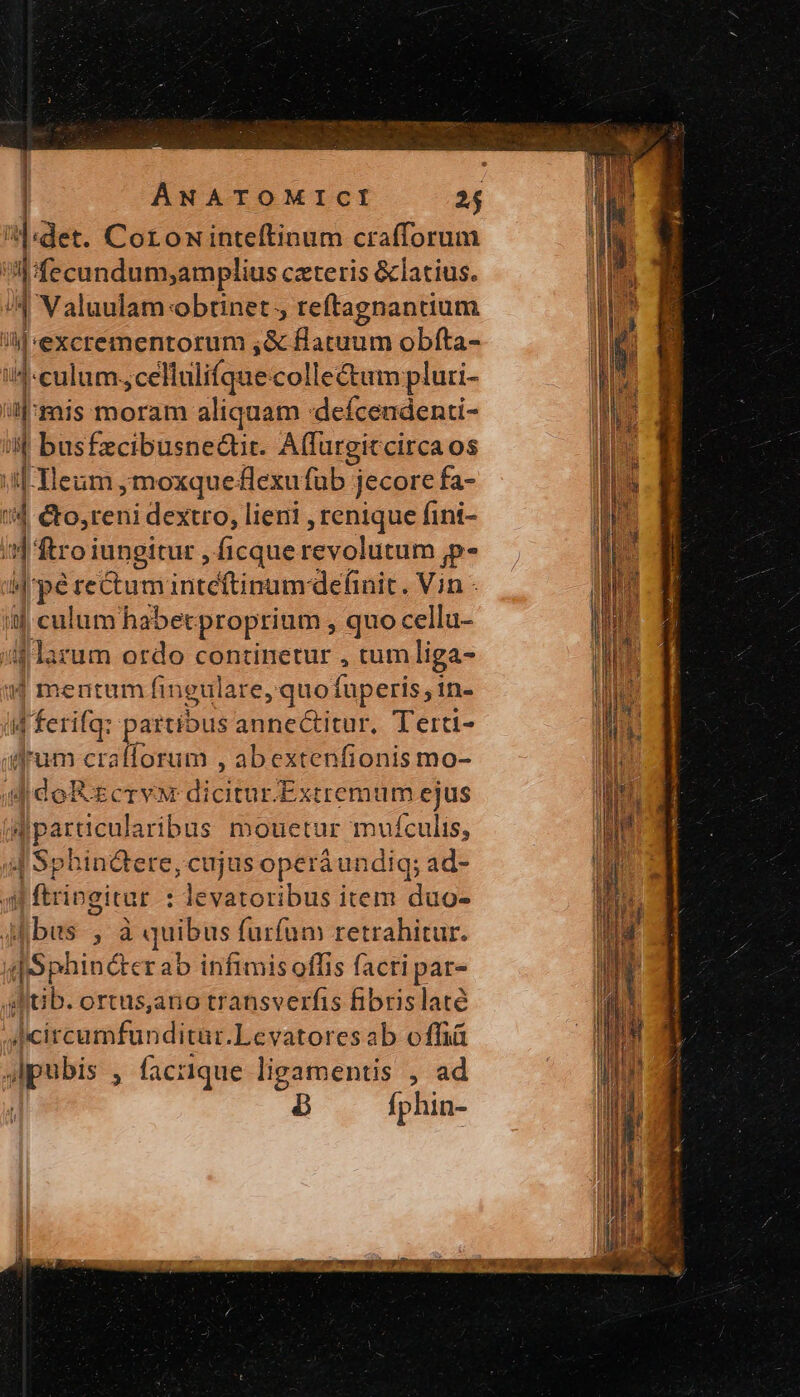 I:det. Corominteftinum crafforum E fecundum;amplius cxteris &amp;latius. : | Valuulam obtinet , reftagnantium j i 'excrementorum ;,&amp; flatuum obfta- 4-culum. ;cellulifque collectum pluri- | a: mis moram aliquam defcendenti- 4 busfzcibusnedtit. Affurgic circa os |-Heum ,moxque£flexufüb jecore fa-  &amp;o,reni dextro, lieni , renique fini- | 1 ftro iungitur , ficque revolutum Ῥ-  pérectuminteftinum definit. Vin - fj culum habetproprium, quo cella- gon ordo continetur , tumliga- | mentum fingulare, quo fuperis, in- id d fecit partibus aünecimut. Terti- l'um crafforum , abextenfionis mo- ε dares dicitur.Extremum ejus does: mouetur muículis, id Sphindere, cujus operáundiq; ad- oni 4 ftrivgitur : levatoribus item duo- [bus , à quibus furfum retrahitur. dSphin&amp;erab infimis offis facti par- «τ. ortus,ano transverfis fibrislaté sJcircumfunditur. Levatoresab offiü jlpubis , facrique ligamentis , ad B Íp hin-