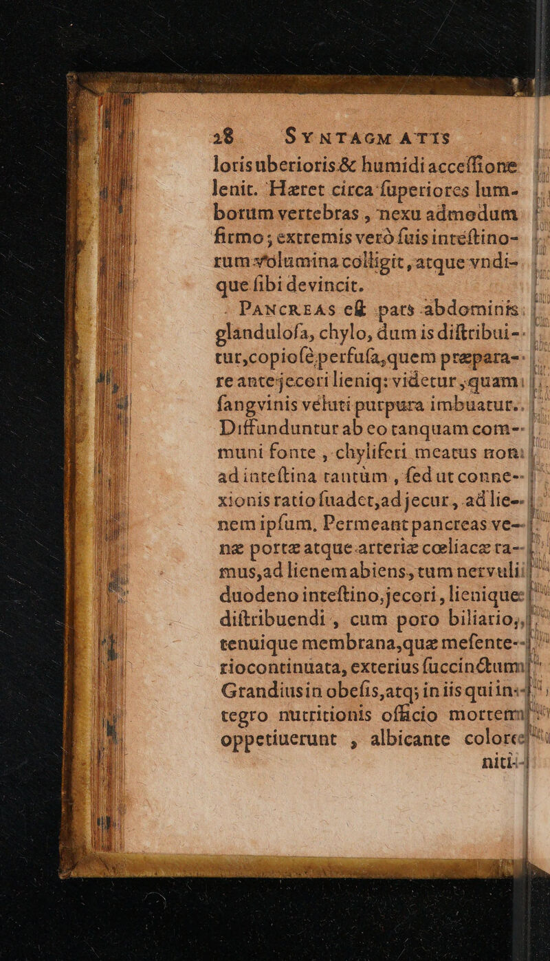 lorisuberioris.&amp; humidiacce(fione |. lenit. Hzret circa fuperiores lum-. |. borum vertebras , nexu admodum ἡ rum alumina colligit, atque vndi- que fibi devincit. PANCREAS cft pars abdominis glandulofa, chylo, dum is diftribui-- tur,copio(éperfufa,quem prapara-: reantejecerilienig: videtur ;quam |; fangvinis véluti purpura imbuatur.. |: Diffundunturab eo tanquam com-: | muni fonte , chyliferi meatus non; ad iateftina rautüm , fed ut conne-- | xionis ratio fuadet jad jeenr, adlie-- | nem ipfum, Permeant pancreas ve-- ἢ ng portz atque arterie coeliace ra-- |. mus,ad lienemabiens, tum nervuliil duodeno inteftino,jecori, lieniquec| diítribuendi , cum poro biliario, I^ tenuique membrana,qua mefente--[. ^ riocontinuata, exterius fuccinctum] Grandiusin obefis,atq; in iis quiin:- uf tegro nutritionis offücio mortem] ^ oppetiuerunt , albicante colored] niti- |] mem