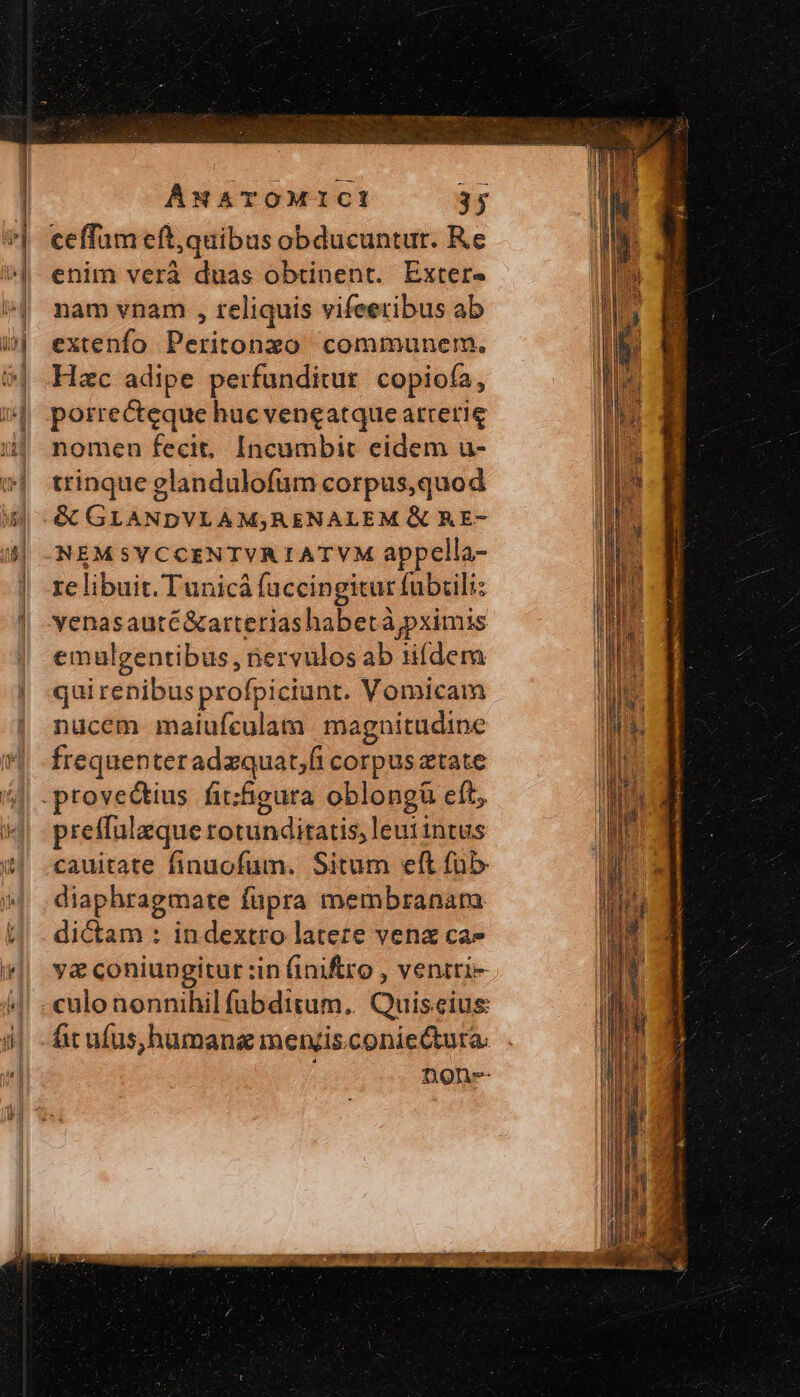 | | M Ἵ ANATOMICI 35 ceffam eft,quibus obducuntur. Re enim verà duas obtinent. Exter- nam vnam , reliquis vifeeribus ab extenfo Peritonzo communem, Hzc adipe perfundicur copiofa, porrecteque huc veneatque arrerie nomen fecit, Incumbit eidem u- trinque glandulofuüm corpus,quod &amp; GLANDVLAM;RENALEM &amp; R E- NEMSYCCENTVRIATVM appella- re libuit. Tunicá fuccingitur fubrili: venasauté&amp;arteriashabetà pxinmis emulgentibus, nervulosab iifdem qui renibus profpiciunt. Vomicam nucem malufculam magnitudine frequenteradzquat;fi corpus etate preffulaque rotunditatis, leui intus cauitate finuofum. Situm eft fub diaphragmate füpra membranara di&amp;am : indextro latere venz ca» γα coniungitur :in (inifro , veniti- culo nonnihil fübditum.. Quiseius fit ufus,humana men/is.coniectura. noh--