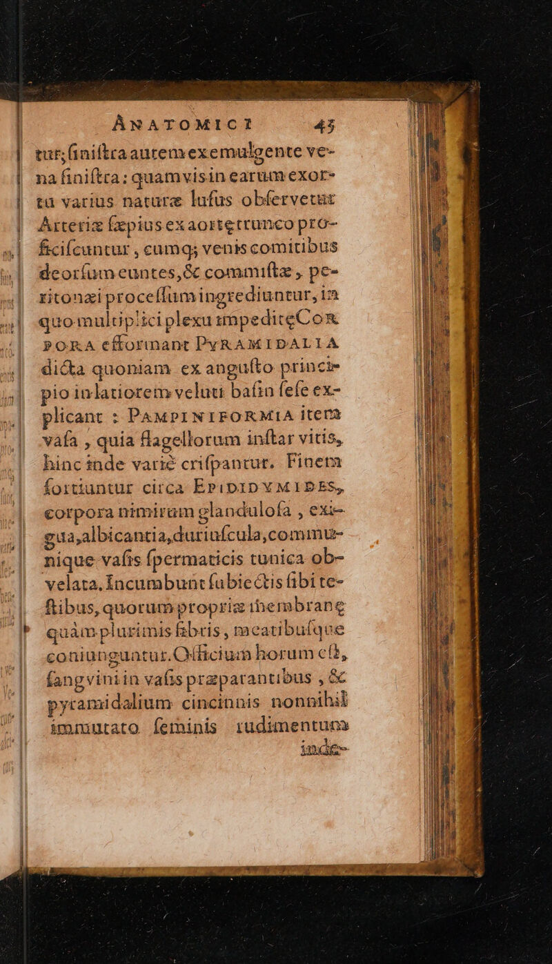 | ftis ] | | nt ἢ τ ἢ Ανατόομιοῖ 43 tut; (iniftraaurem exemulgente ve- na finiftra; quamvisin earum exor» τὰ varius. nature lufus obfervetut Arteris Éepiusexaortetrunco pro- ficiícuntur , camq; venis comitibus deoríum euntes, &amp; commiftz , pe- ritonzi proceffum ingrediuntur, in quomultipiici plexu tmpeditgC ox POKA €cftorinant DYRAMIDALIA di&amp;a quoniam ex angufto princi» pio inlatiorem veluti bafin fefe ex- plicant : PAMPINIPFORMIA itera váfa , quia flagellorum inftar vitis, hinc inde varié crifpantur,. Fiaera Íortuntur circa EPiDIDYMIPBES, corpora nimiram glandulofa , exi gua albicantia,duriufcula,commu- nique vafis fpermaticis tunica ob- velata. Incumbunt fabie&amp;tis fibi te- pyramidalium cincinnis non pihil imniuato Íeminis rudimentuns inde-