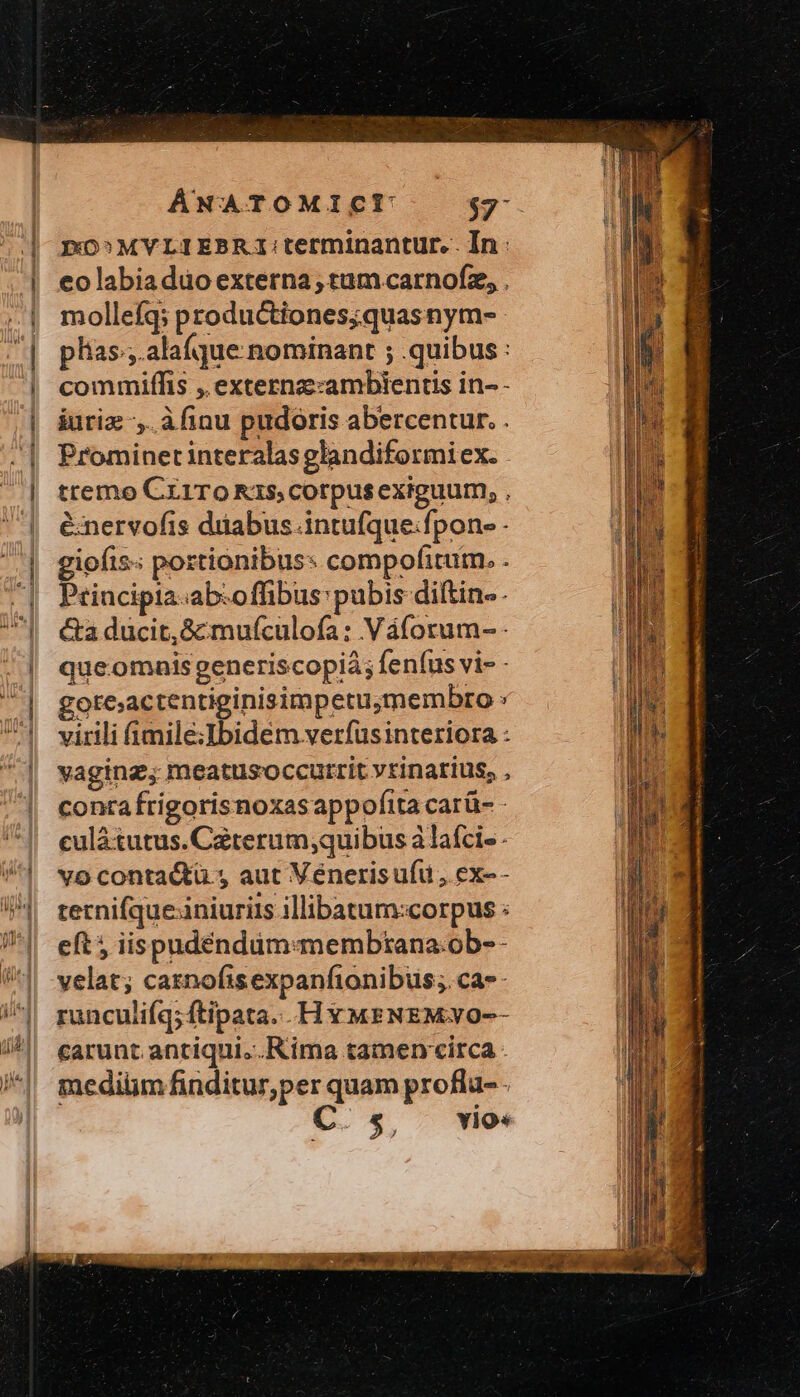 po»MVYLIEBRI: terminantur. In: eo labiadüoexterna; tram carnofz, . molleíq; productiones;quasnym- plias ,.alafque nominant ; .quibus : commiffis ,. externz:ambiencis in- - &amp;uriz ,.àfinu pudoris abercentur. . Prominer interalasglandiformi ex. tremo Crt1To K15, corpus exiguum, . énervofis düabus.intufque.fpon- - giofis portionibus: compofitum. . Principta-ab:offibus: pubis diftin-. &amp;a ducit, &amp;mu(culofa: Váforum- - queomaisgeneriscopià; feníus vi- - goteactentiginisimpetu;membro : virili (imile:Ibidem verfusinteriora : vaging; meatusoccutrit vrinarius, , conta frigorisnoxasappofita carü- - culátutus. Caterum;quibus à laície vo conta&amp;tü , aut Venerisufu , ex-- ternifque.iniurits illibatum:corpus : eft 5 iispudéndum:membtana.ob- - velat; caznofisexpanfionibus;.ca-- runculiíq;ftipata...H vywENEMyO-- carunt antiqui... Rima tamen circa - mediüm finditur,per quam profla- - ($, — vio»