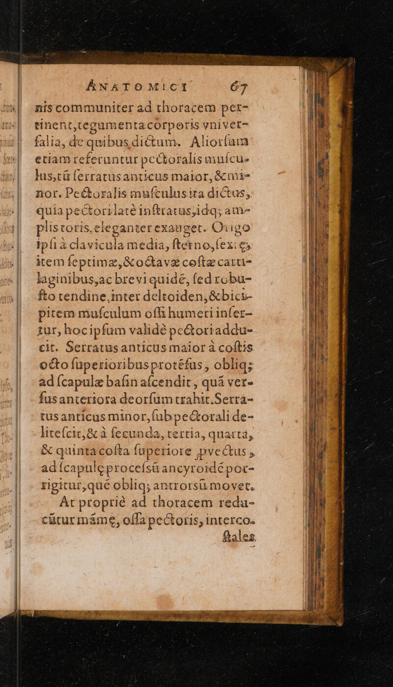 nis communiter ad thoracem per- tinent,regamenta corporis vnivet- falia, de qei ibusdictum. Aliorfam etiam referuntur ΠΝ muícue lus,tá lerratusanticus maior, &amp;mi- nor. Pe&amp;toralis mufculusita dictus, quia pectorilaté inftratus,idq; am- KDE b op Cad Qiigo iplià clavicula media, ftetno. Kfexie, item feptimz,&amp;odavz coftz carti- laginibus,ac breviquide, fed robu- fto tendine,inter deltoiden,&amp;bici- pitem mufculum offi humeri infer- tur, hocipfum validé pe&amp;ortaddu- cit. Serratusanticus maior à coftis octofüpetioribusprotéfus , obliq; adícapulz bafin aícendit , quá ver- fusanteriora deorfum trahit.Serra- tusanticus minor,fubpectorali de- MEESC re tertia, quart, &amp; quinta cofta (apetiore gvectus y ad Ícapule procefs Gancyroidépor- rigitur,qué obliq; antrorsu.movet, At proprié ad thoracem redu- cütur máàme, offa pectoris; interco- £ales.