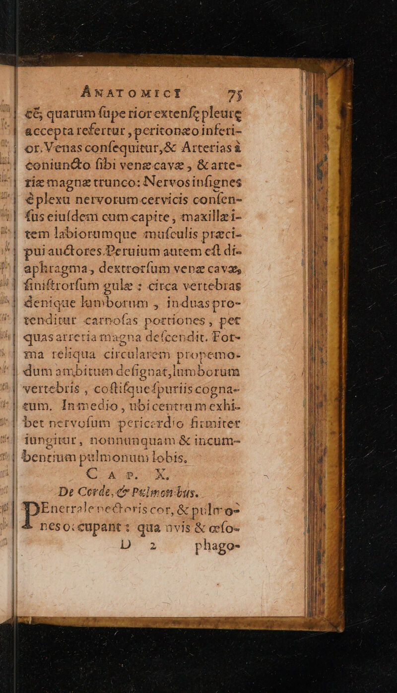 EH : : « ——— ——Á—————— ÁNATOMICTI 7j £6 quarum füpe riorextenfe pleure accepta refertur , peritoneo inferi- or.Vena SOM duenn, ὃς Arterias ἃ coniun&amp;o fibi venz cave , &amp;arte- tiz magna trunco: Nervosinfignes éplexu nervorum cervicis coníten- fus eiu(dem cum capite , maxillzi- tem labiorumque mufculis praci- pui auctores.Peruium autem eft di- aphragma, dektrorfum vepa cavas, finiftrorfum gule : circa vertebras denique lamborum , induaspro- tenditur carmofas αὐτό οι , pet quasarreria magna defcendit. For- qua circularem propemo- dum ambitum defignat; imborutm vertebris , coftifquefpuriiscogna- eum. In inedio , ubicentramexhi- ΓΙ ia iuncitur , non nunquam &amp; incume- C Wm X, De Cerde, cv Pulmondus. Enerralepecteriscor, &amp; pulmo- nesoceupant: qua avis &amp; eefo-