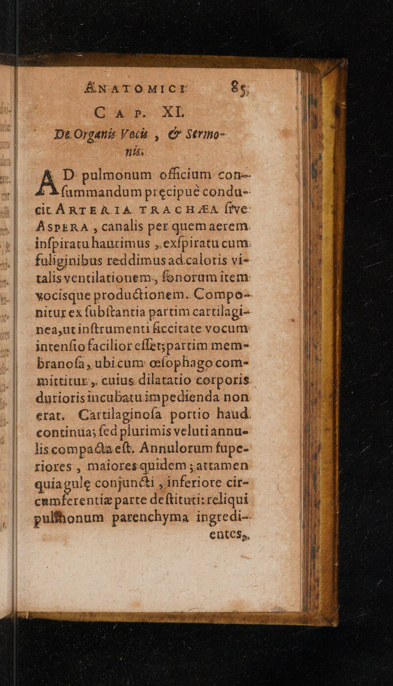 ÁNATOMICE ὃς; Car. XL De. Organi Vocis. , € Strmo- nis AP pulmonum officium con-- | S íummandum precipue condu- Cit ARTEA IA TRACH.EA five: ASPERA , canalis per quemaerem. infpiratu haurimus , exfpiratucum. fuliginibus reddimus ad caloris vi- talisventilationem:, fenoram item vocisque productionem. Compo-- nitur ex fubítantia partim cartilagi- nea,ucinftrument ficcitate vocum intenfio facilior cflet;partim mem- branofa, ubicum osfophago com- mittitur, cuius dilatatio corporis dutiorisincubatuimpedienda non erat. Cartilaginoía portio haud. continua; fed plurimis velutiannu- liscompa&amp;a eft, Annulorum fupe- riores , maioresquidem ; attamen quiagule conjuncti , inferiore cir- cumferentiz parte deftituti: reliqui pulfhonum parenchyma ingredi- entes,,