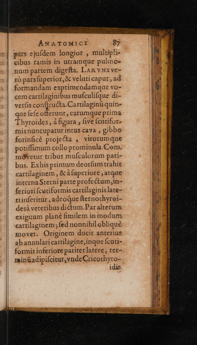 ] i 1 j E í ÁNATOMICI cibus ramis in utramque pulmo» num partem digefta. LaAR vux ve- τὸ parsfüperior,&amp; veluticaput, ad formandam exprimendamque vo- cem cartilaginibus mufculifque di- γενῇς conficu&amp;ta. Castilaginü quine que fefe offerunt , earumque prima Thyroides , à figura ; five (cutifor- misnuncupatur intus cava , gibbo forinficó proje&amp;a , virorumque potiffimum collop rominula.Conm. móetur tribus mufculorum pati- bus. Exhis primium deorfum trahit cartilaginem , &amp; à (uperiore atque interna Sterni parte profe&amp;um;in- feriosi fcutiformis cartilaginislate- riinferitur , adeoque fernothyroi- desà veteribus dictum.Paralterura exiguum plane (imilem in modum cattilaginem fed nonnihiloblique movet. Originem ducit anterius abannulari cartilagine;inque Ícuti- formis inferiore pariter latere, tere. min&amp;adipifcitur, yndeCricothyro- idis