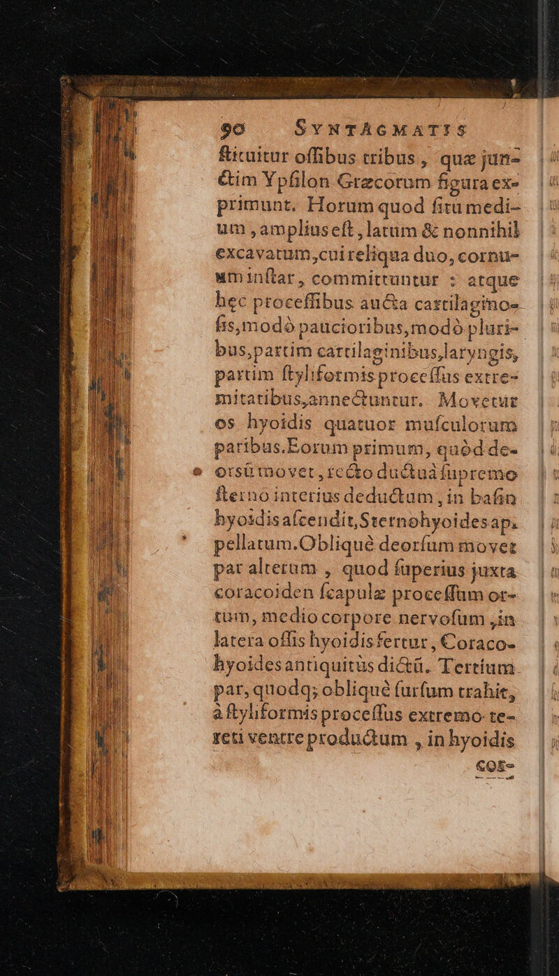 &amp;icuitur offibus tribus, quz jun- &amp;im Ypfilon Grecorum figura ex- primunt. Horum quod fitu medi- um ,ampliuseft, latum &amp; nonnihil excavatum,cuireliqua duo, cornu- uminftar, commitruntur : atque hec ptoceffibus aucta castilagino- fis,modó paucioribus,modà pluri- bus,partim cattilaginibuslaryngis, partim ftyliformisproce(fus extre- mitatibus,annectuntur. Movetur os hyoidis quatuor mufculotum paribus.Eorum primum, quód de- orsá mover, re&amp;o ductud fupremo fterno interius deductum, in bafin hyosdisafcendit,Sternohyoidesap. pellatum.Obliqué deorfum movet pat alterum , quod fuperius juxta coracoiden fcapulz proceffüm or- tum, medio corpore nervofum ,in latera offis hyoidisfertur, Coraco- hyoidesantiquitüs di&amp;ü. Tertium. par, quodq; obliqué furfum trahit, à ftyhformis proceífus extremo: te- τεῦ ventre productum , in hyoidis