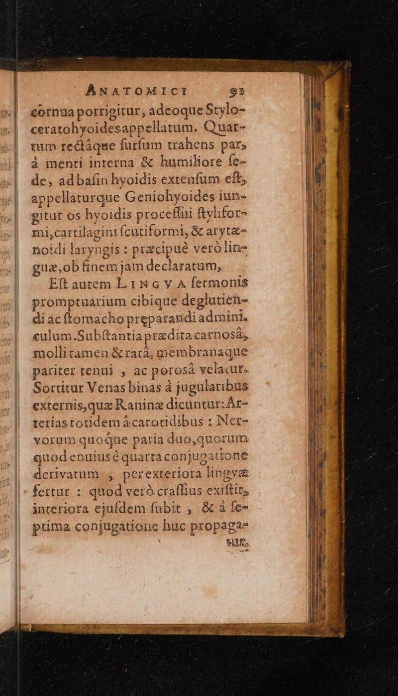 cornua portigitur, adcoque Stylo- ceratohyoidesappellatum. Quar- tum redtáque furfum trahens pars à menti interna ὃς humiliore fe- de, adbafin hyoidis extenfüm eft, appellaturque Geniohyoides iun- teriastotidem àcarocidibus : INer- vorum quoque patria duo,quorum quod enuiusé quarta conjugattone derivatum. , perexteriora lingva fettur : quod veró craffius exiftits interiora ejufdem fubit , ὃς ἃ fe- prima conjugatione huc propagas kis — ES e: ww Mta av D ema EC Pent yg d BE X. k Tu ES Σ ἝΞ tx EL m -