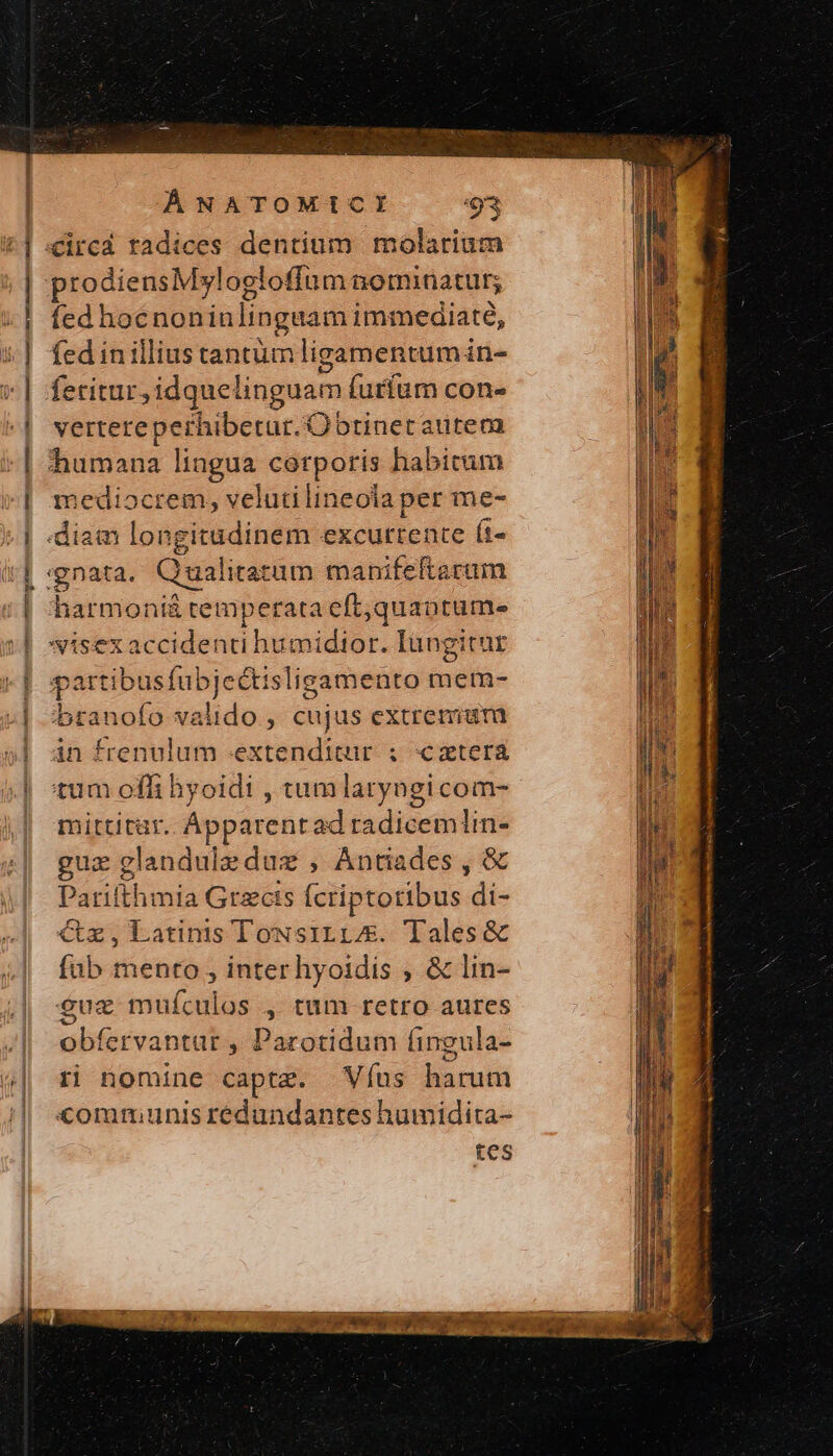 | «circá radices dentium molarium | prodiensMylogloffum nominatur; |! fedhocnoniulingaam immediate, | fedinilliustantümligamentumin- | feritur,idquelinguam futfum con- ^| vertereperhibetur. Obtinetautem | humana lingua corporis habitum | mediocrem, velutilineola per me- «| «diam longitudinem excutrente (1- i| gnata. Qualitatam manifeftarum | harmoni&amp; temperata eft;quaptume [| sisexaccidenti humidior. Iungitur «| partibusfubjectislisamento mem- μ᾽ 2branofo valido , cujus extremum »] dn frenulum «extenditur ; cztera αἱ :tum offi hyoidi , tumlaryngicom- | mittitar. AÁpparentad radicemlin- gue glandulzduz , Antiades , &amp; Parifthmia Grzcts fcriptoribus di- Cz,Latinis TowNsiLi. Tales&amp; füb mento , inter hyoidis » &amp; lin- guz mufículos , tum retro aures | obfervantar , Parotidum fingula- || ti nomine captz. Víus harum | «ommunisrédundantes humidita- tes rerum e e e em e ^an oe opem nail rene Σ΄ ER M oa Rd M RII DN om e