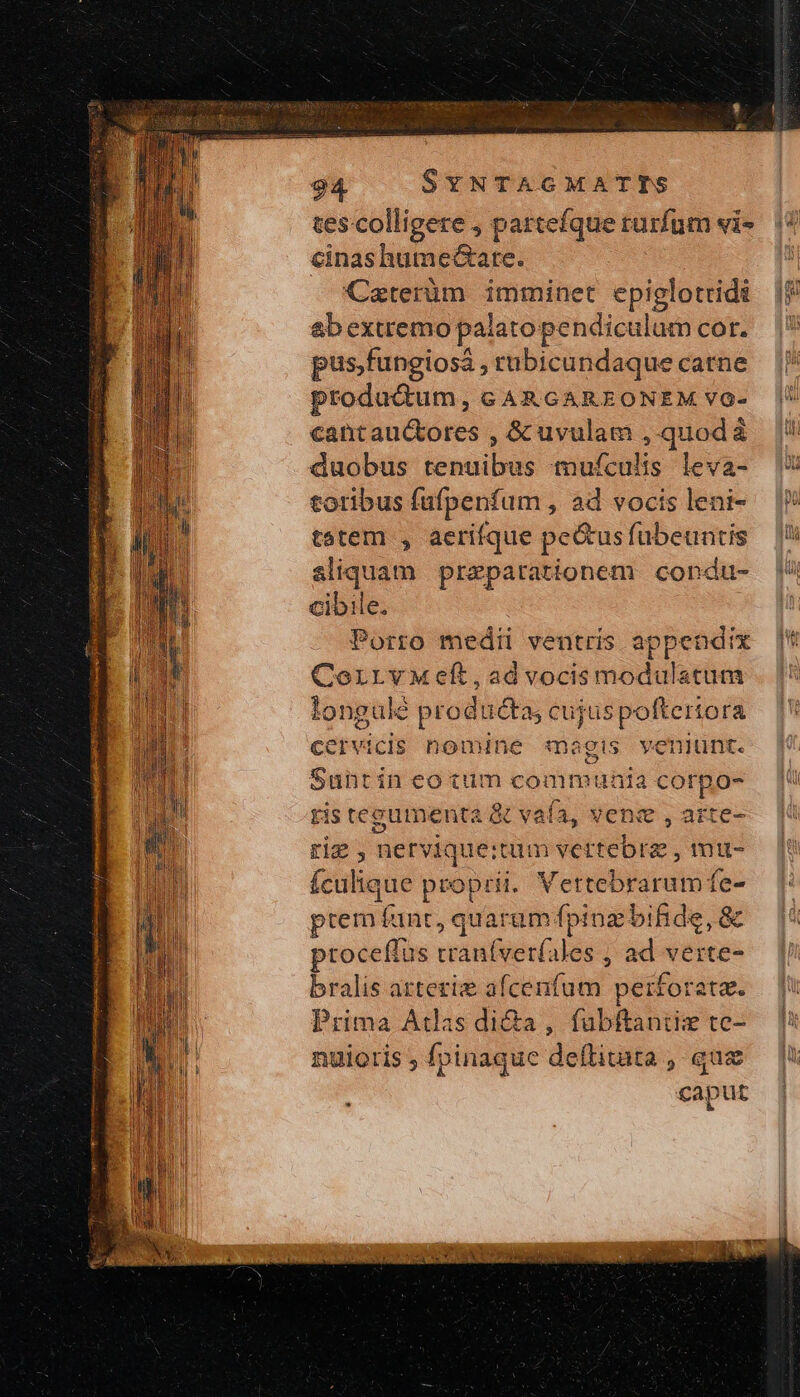 cinas humectate. Caterüm imminet epiglotridi &amp;b extremo palato pendiculum cor. pus,fungiosá , rubicundaque catne produ&amp;um, GARGAREONEM vo- cant auctores , &amp; uvulam ,.quodà duobus tenuibus mufculis leva- toribus füfpenfum , ad vocis leni- tatem , aerifque pectus fubeuntis aliquam praeparationem condu- cibile. Porro medii ventris appendix CorrvMef,advocismodulatum longulé producta; cujuspoftertora cetvicis nomine magis veniunt. Suhtín eo tim communia corpo- ris tegumenta &amp; vafa, vene , arte- rig ,nervique:tum vertebre , miu- fculique proprii. Vertebrarum fe- ptem funt, quarum fpinz bi fide, &amp; proceffus rraníverfales , ad verte- bralis artezie afcenfum perforata. Prima Atlas di&amp;a , fabftantiz τος nuioris ; fpinaque deftitata , que caput