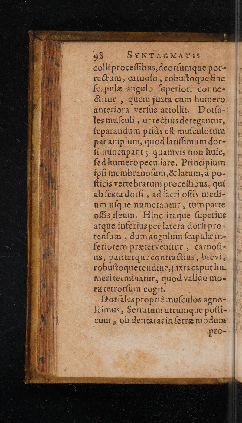 colli ptoceffibus,deorfümque por- re&amp;tum, carnofo, robuftoquefine Ícapale angulo füperiori conne- Gitur , quem juxta cum humero anteriora veríus attollit; D orfa- les mufculi , ut re&amp;iusdetegantur, Íeparandum priüs eft mufculorum par amplum, quod latiffimum dor- fi dual quanmivis non huic; fed humeropeculiare. Priacipium ipfi membranofum,&amp; latum, ἃ po- fticis vertebrarum proce(fibus, qui ab fexta dotíi , ad lacri offis medi- um uíque numerantur , tumparte offis ileum. Hinc iraque fuperius atque inferius per ER dort [ir »o- tenfum , dum angu lum fcapu ins fetiticin pratervehitur , carnofi- u5, pariterque contra&amp;ius , brevi, robuftoquetendine,juxtacapuchu. metitermiaatur, quod valido mo- turetrorfum cogit. Doríales proprie mufculos agno- Ícimus, Serratum utrumque pofti- cum s ob dentatasinferrz modum pto-