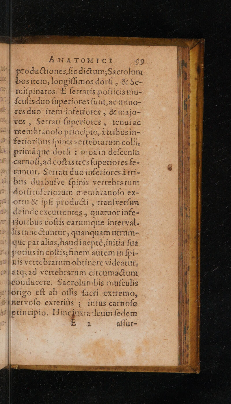 OMICI E es fic dictum;Sacrolum t giffimos dorfi , &amp; Se- miípinatos. e fertatis po Mticis mu- isduotfupertores funt,actnino- $GHO τε πὶ in£eHores , &amp; majo- ς ΘΑ͂... tenulac ey; (» κέ - i5 NES an] 3 * a o. princi busin- | ferioribusfpinis vertebrarum colli, ^ ^ ἕ J | primaque dori : mozin deíceníg 4 ΝῚ οατγησῇ, ἀἀ σοίξας τας fuj etloresfe | runtur. Serrati duo infetiorcsátri- | bus duabufve fpinis vertebrarum | dorfiinferioram membranofo ex- l'ortu- Ur Lone , tran(verfim i xcurrentes , quatuor infe- cof jfis earumque pug] | lis in: pes itur, quanquam utrum- |que par alias,h audinepté,initta fua I potiusincoftis;finem autem in Mec /| R1s vertebrarum obtinere videatur, 3,ad vertebrarum circumactum conducere. Sacrolumbis mufculis 'Forigo eft ab offis acti extremo, (|nervofo I ; intus carnofo !|ptincipio. Hincjuxra ileum fedem -. Em 2 afiur- μ --ὄὕἕἌ ῬΑ ΓΝ m leur! Lun * mr ν᾿ τ: o ὌΝ e T^ AR la