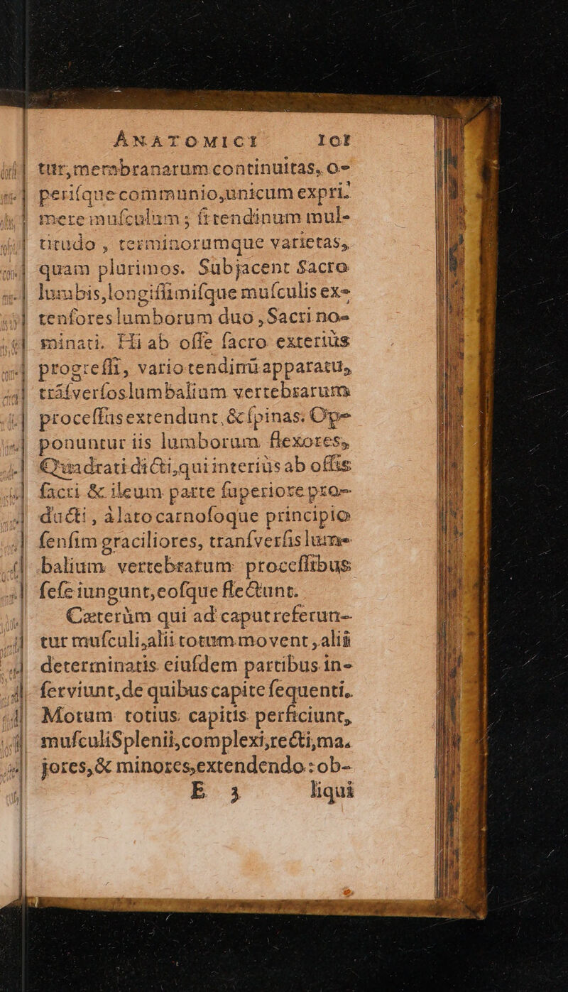 Γ ;al ἢ m : 1 ἡ} í 1 ins ÁNATOMICI ΙΟΣ tir,mersbranarum continuttas, o- Eque unicum expri. mereimufculum; frrendinum mul- titudo , tezminorumque varietas, quaa dunes n0s. Subjacent $acto ]uzl Srndgid limifque mu(culis ex- , umborum duo, Sactino- minati. Hi ab offe Fra exterius prog:effr, vario tendimu apparatu, tiáíverfoslambalium vertebszarum proceffasexrendunt. G&amp;cípinas: Ope ponuntur iis lumborum flexores, Ersdrar con quiinteríusab offis facri &amp; ileum parte fuperiore pro- ducti , àlatocarnofoque pope fenfim graciliores, tranfverfis lume D alii vertebratum proceffibus fefe iungunt, eofque fle &amp;unt. Caterüm qui ad caputreferun- tur mufculi;aliitotum movent , alii determinatis. eiufdem partibus ine ferviunt,de quibuscapite fequenti. Motum totius: capitis perficiunt, mufculiSplenii,complexi,recti,ma. jeres,&amp; minores,extendendo : ob- E-1 liqui s1 Siu Ἔ HI