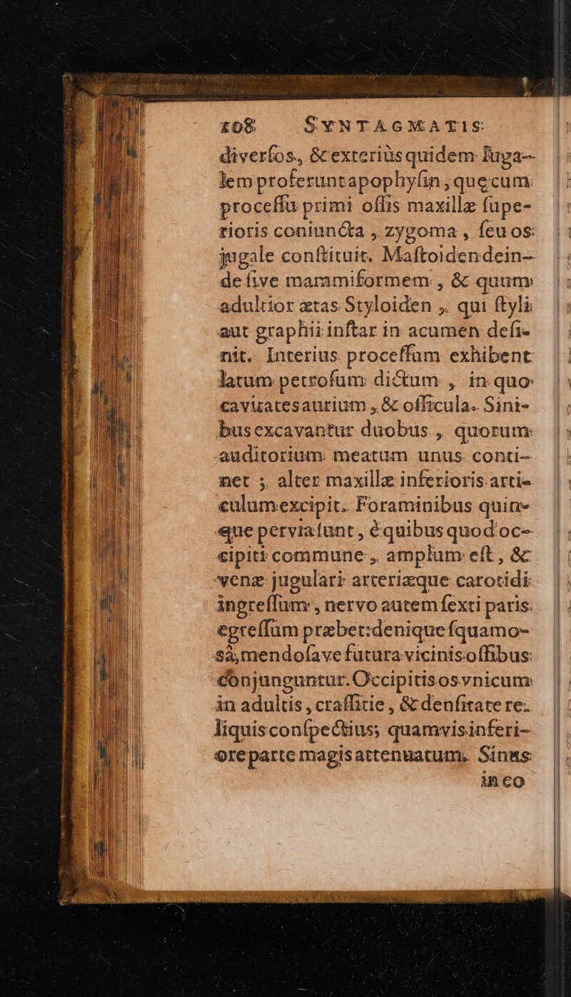 diverfos., Gc exterius quidem fuga lem proferuntapophyfin ;quecum proceffu primi offis maxillz fupe- tioris coniuncta ,. zygoma , feuos: jugale conftituit. Maftoidendein- de five maramiformem , ὃς quunv adultior atas Styloiden ,. qui (ὙΠ aut graphii inftar in acumen defi- nit. Interius proceffum exhibent latum petrofum di&amp;um , in quo cavuatesaurium , ἃς officula. Sini- busexcavantur duobus ,, quorum: auditorium. meatum unus. conti- net 5. alter maxilla inferioris arti culumexcipit. Foraminibus φαίην «ue perviafunt , équibusquod'oc- cipiti commune, amplum eft , ὃς veng jugulari arterizque catotidi ingre(Tum , nervo autem fexti paris: egrefTum prebet:denique fquamo- sà,mendofave futura vicinis.offibus: conjunguntur. Occipitisosynicum: in adultis, craffitie , &amp; denfitatere. liquisconfpectius; quamvisinferi- o9reparte magisattenmatum, Sinas inco