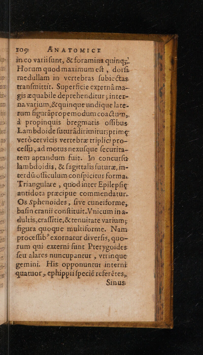 roo ÁNATOMICY Horum quod maximum eft , dorfz medullam in vertebras fubiectas gis equabile deprehenditur ; intez- na.vatium,S&amp;quinqueundique late- ram figarápropemodum coactirm,, à propinquis bregmatis. offibus Lambdoide futurádirimitur prime verócervicis vertebra triplici pto- ceífti,.ad motusnexufque (ecurita-- ten aptandum: fuit. 1n concurfis lambdoidis, δὲ fagittalts future, in- terd&amp;otficulum confpicitur forma. Iringulare , quodinter Epilepfie antidota precipue commendatur. Qs Sphenoides, (ive cuneiforme,. bafin cranii conftituit. Vnicum ina- dultis,craffitie, &amp; tenuitate varium; figura quoque multiforme. Nam proceffib exornatur diverfis, quo- rum qui externi funt Pterygoides: feu alares nuncupantur , vtrinque gemint. His opponuntur interni: quatuor ; ephippii fpecié referétes;, Sinus; IB kh ΠΕ IET 1 5 (M |j Wh 4 EIS vo] ᾿ i i Ϊ m ja 4 Hd [ EI. : x FX Tm X epu TM wem EAE e z — RR RR PAN ] à