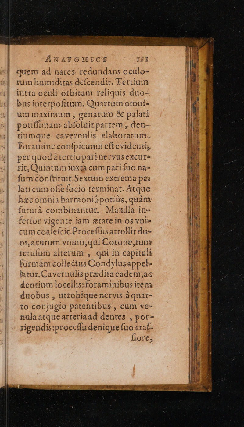 kso) ÁWwATOMICÍ Ij quem ad nares redundans oculo- rum hamiditas defcendit. Eerciuny intra oculi orbitam reliquis duo- bus interpofitum. Ae omnis um maximum , eenarum &amp; palati potifizmam bil uitpartem , den- dumque cavernulis elaboratum. Fotamine confpicunm eftevidentis per. quodàtertioparinervus excur- zit, Quintum3iuxta cum pati fuo na» fum conftituit.Sextum extrema pas laticamoflefocio terminat. Atque Azcomnia ha rmoni&amp;$potius, quáns futura coi bin antur, Maxilla in- EATUR vi igente iam atate in os vni im coalefcic.Proceflusattollit du- os,acutum vnum ,qui Coron 1e, dus retufum alterum , qui in capituli farmam colledus Condylusappel- latur.Cavernulis preditacadem,ac dentium locellis:foraminibus item duobus , utrobique nervis àquar- to copjugio patentibus , cum ve- nula atque arteriaad dentes , por- rigendis:proceffu denique fuo craf- fiore, T