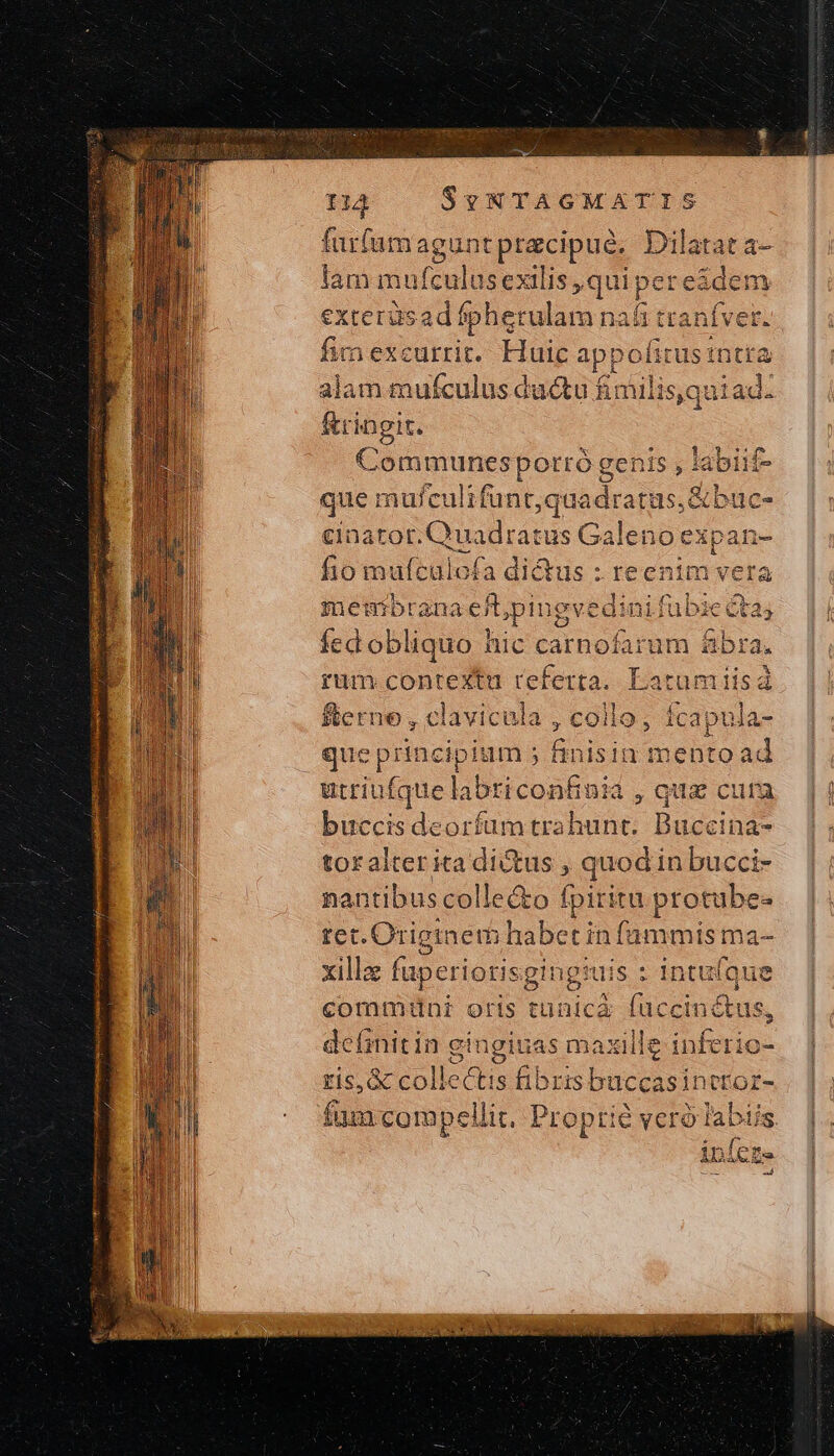 fur(um aguntpracipue, Dilatata- lam mufculus exilis qui per e&amp;den exterüsad fpherulam n: aü ttaníver. Y do fumexcurrit. Huic appofirustn itta alam mufculus ductu finulis,quiad: &amp;ringit. Communes porró genis , labiif- que; mujculi funt, quadratus, &amp;buc- cinator.Quadratus Galeno expan- fio mufculofa dictus : reenim ve memsibranaeft ,pingvedi inifubie ctas fed obliquo hic carnofarum abra, rum contextu referta. Latum iis Sterne , clavicula , collo, fcapula- que principium ; finisin mentoad utriufque labticonfinia , qua cura buccis deorfum trahunt. Busco tor alter ita dictus , quod in bucci- nantibus collecto fpititu protube- iod qa habet in fammis ma- xillz &amp; fupei riorisgingtuis us : intu(que commini oris tunica (accin&amp;us, definitin ginginas maxille inferio- ^ Ia Bi ris, ὃς colk d fibris buccasintror- fum compellit, Proprie veró labis infe $-a