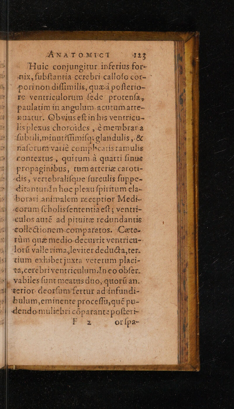 AJANATOMIUCI 122 Huic conjungitur. inferius for- npix,fubftantia cerebri callofo cor- porinon duients; quac pofterio- re ventricnlorum fede protenfa, paulatim in angulum.acutumatre- guatur. Qbyiusef£ inhis ventricu- isplexus dee ,émembrara fubtili,minutiffimifg: glandulis ,.&amp; naforutmivatié co ΤΟΝ isramulis contextus-, quitum.à ἃ quarti finue ἘΠῚ ΒΕ tomartcria caroti- dis, vertebralifa eh Pd fuppe- ditanturinhoe de lexu fpiritum ela- borari animalem έσεθ ἐμ; Medt- corum (cholisfententia eft ; ventri- lac] fes rüm quz medio decurrit ventricu- lotá vallerima.leviter educta,ter. cium ex id | üXta veterum placi- ta,cerebriventciculu imn eo ober. yabilesfunt meatus duo, quort an. ἜΣ nm oct bulum,eminente : proceffu, qué pu- cado uliebri i cóparant: pofteri- F'13 Or Ípa-