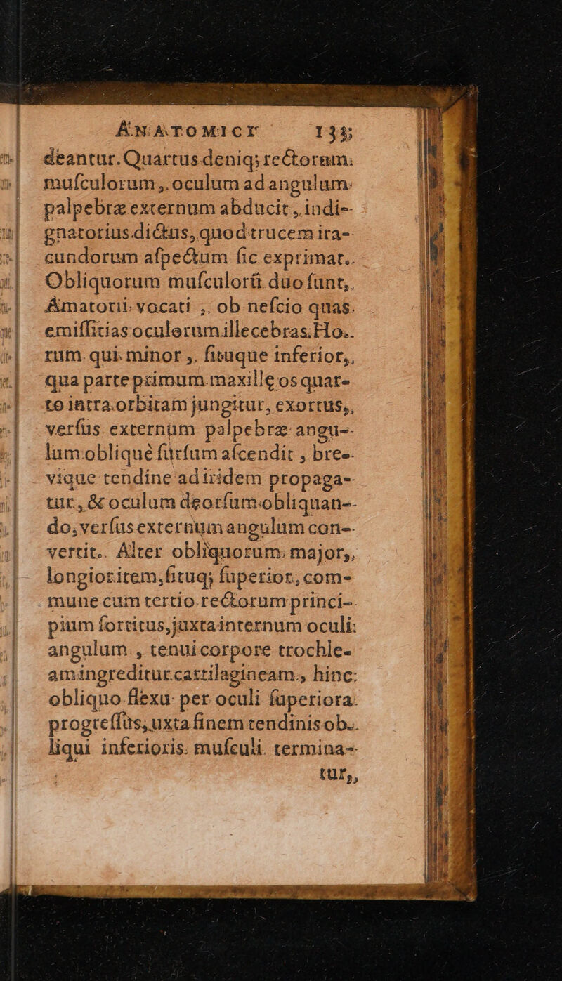 ANA TOMICIY 135; deantur. Quartus deniq; rectorem; mulículorum ,. oculum ad angulum: palpebrz excernum abducit , indi-- gnatorius.dictus, quod trucem ira- cundorum afpectum fic exprimat.. Obliquorum mufculorü duo fünt,. Amatorii- vocati ;. ob nefcio quas. emiíTlitiasoculerumaillecebras;Ho.. rum. qui. minor », fisuque inferior,, qua parte primum.maxille os quat» to intra.orbitam jungitur, exortus,, verfus externum palpebrz angu-- lum:obliqué furfum aífcendit , bre-. vique tendíne adiridem propaga-- tir, &amp; oculum deorfumobliquan-- do,veríus exteraum angulum con-- vertit.. Alter obliquorum: major;, longioritem,fituq; fuperior, com- mune cum tertio rectorum princi-- pium fortitus,juxtainternum oculi: angulum. , tenuicorpore trochle- amingrediturcattilagineam., hinc: obliquo flexu: per oculi fuperiora. progteffus; uxta finem tendinisob.. liqui. inferioris. mufculi. termina-- tur,