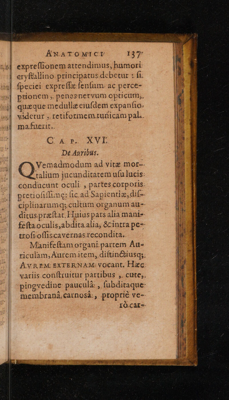 expre(lionem attendimus, bamori: eryÉallino principatus debetur : fa. fpeciei expreffx.fentum. ac perce- ptionem , penasnetvum opticum,, quzque medulla eiufdem expanfio: videtur . tetiformem.tuüicam pal.. mafuerit.. : (C ax B. XV De Auribus. Vemadmodum ad vitz mot-. talium jucunditatem ufu lucis: conducunt oculi. , partes corporis: pretíofiffime: fic.ad Sapientia, dif-- ciplinarum q;cultam organum au-- ditus.pracítat, Huius pats alia mant féftaoculis,abdita alia, $cintra pe txofroffiscavernas recondita. Manifeftam organi. partem Au- riculam, Aurem item, diftinGausq;. AvREM EXTERNAM: vocant. Hzc vatiis.conftruitur partibus ,. cute;. pingvedine pauculá: ,. fubditaque- membraná,carnosà:, ptoprié ve- IÓ-catr-