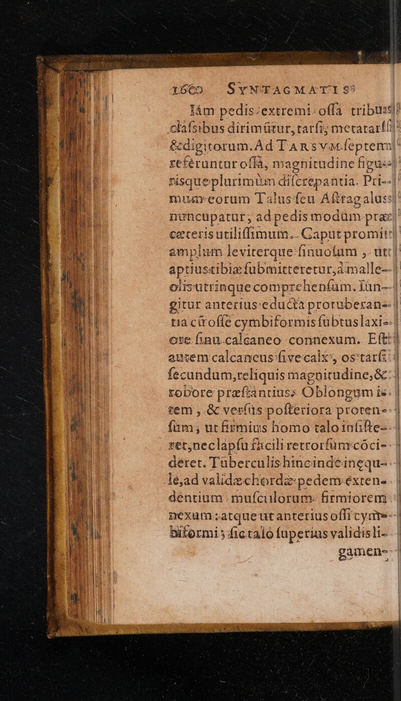 t660 SYN'TAGMEATI S? lám pedis: extremi: offa cibus? clafsibus dirimütur, tarfi; metatarí!i &amp;digitorum. Ad TARns vM. [leptem' seforan ar offá, magnitudine figu risque plurimum difcrepantia. Pri--2l muarcorum Talusfeu Afttagaluss)' nuncupatur; ad pedis modüm-prax' ceceris utiliffimum.. Gaput promit] amplum leviterque:finuotum 9. uti] aptiustibiz fubmitteretur,à malle—[ oiisutrinque comprehenfam. fün-—1 gitur anterius:educta proruberan-- | tia cttoffe cymbiformisfübtuslaxt--] ose. finu.caleaneo connexum. ΕΠ autem calcaneus:fivecalxy ος τα | fecundum,reliquis magnitudine; &amp;: ἢ tobore praftánduss Oblongum is; | tem ,.&amp; ver(ds pofteriora proten-:1 füm; ut firmius homo talo infifte- ret;neclapíu facili retrorfunrcóci- deret. Tüberculishincindéingqu- lé,ad validechordz:pedem éxten- déntium - mufculorum- firmiorem || nexum atque ut anterius offi cyate--| bitormi; fic talo fuperius validisli-.. | gamen--|