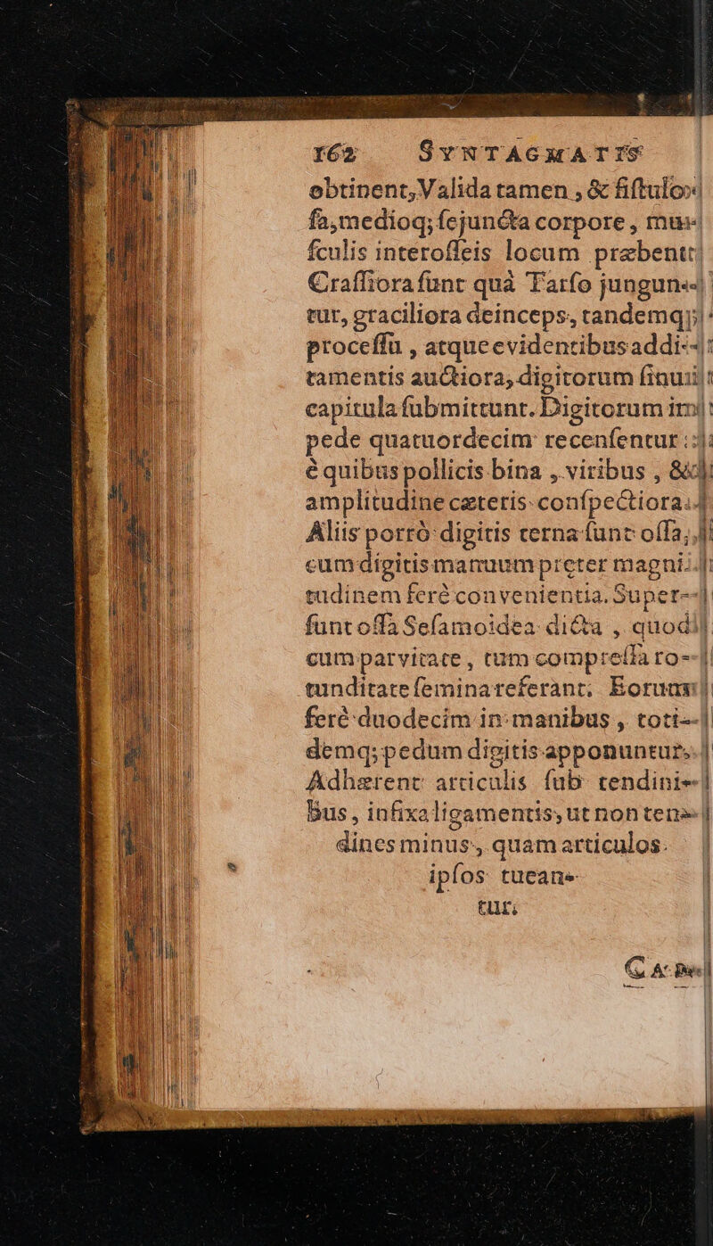 ip I62 SYNTAGXKATIS obtinent, Valida tamen , &amp; fiftulox| fa. duel iiy COrpore , fnt fculis interofleis locum praebent Craffiorafünt quà Tarfo jungun«s tur, graciliora deinceps, tandemqy: proceffü , atqueevidentibusaddi--: tamentis auctiora; digitorum (γα capitula fubmittunt. Digitorum im: pede quatuordecim: recenfentur ;:j: équibüspollicis bina , viribus , &amp;W amplitudine ceteris confpectiora..] Aliis portó: digitis cerna func oífa; ἢ cumdigitismamnuumpreter magni..[i tadinem feré convenientia. Supet--] fant offa Sefamoidea di&amp;a , quodil cumparvitate, tum compre(fa to--J tinditacc Un drma refici ati Eorum: feré duodecim in: manibus , toti | demq;pedum digitisapponuntur.. | Adlietent articulis. {πὸ tendini- d Bus , infixaligamentis, ut non ten» [ dines ut quam articulos. ipfos tuecane τς