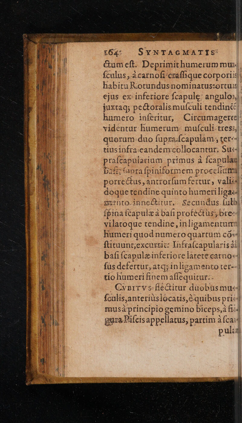 Ls τ. SYNTAGMATIS Ctum eft. Deprimithumerum mux| fculus ,.à carnoft:craffique corporis habitu R:otundusnominatustortui ejus ex inferiore fcapule: angulo» juxtaq; pectoralismufculi tendinéc humero infertur, Circumagerte| videntur humerum: mufculi tress;. quorum duo fupra:fcapulam; tet-- tiusinfta: candemcollocantur, Su:- prsfeapulosinm, primus à fcapulag] D35; (aprafpiniformem proceítttrm | porrectus, antrorfum fertur, valid Mood RM dium | into.inne&amp;itur,. Secundus fulbi: fpinaícapulza bin profectus bre«4 vilatoque tendine, inligan nentur Humeri quod numero quartum ἜΝ ἢ fticaunt;excurzic: Inf fra(capula: isáil bafifcapuleinferiore latetecarno: fus defertur, atq;inligamento ter--] tio humeri finem afféquitur: i | Cynirvs.fiectitur daoebüs mul fculis anteriuslocatis, e quibus pri musáprincipio gemino biceps, à fii4 gura. Pifcisappellatus; partim ἃ (σαν pul: